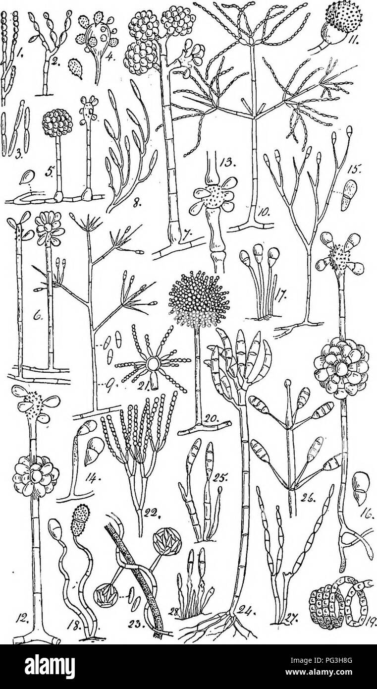 . British fungus-flora. A classified text-book of mycology. Fungi. . Please note that these images are extracted from scanned page images that may have been digitally enhanced for readability - coloration and appearance of these illustrations may not perfectly resemble the original work.. Massee, George, 1850-1917. London, New York, G. Bell &amp; Sons Stock Photo