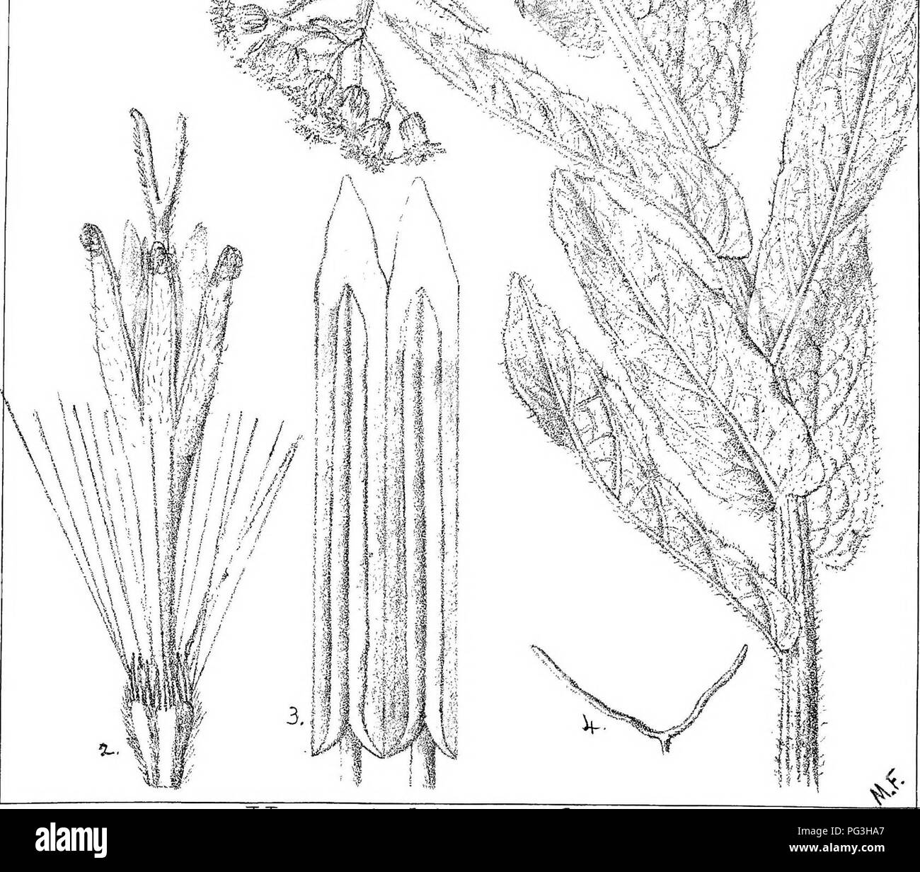 . Natal plants : Descriptions and figures of Natal indigenous plants, with notes on their distribution, economic value, native names, &amp;c., / by J. Medley Wood and Maurice S. Evans. Published under the auspices of Natal Government and Durban Botanic Society. Botany. i'r.. Sis V &quot;^^ ^ '-. Vernonia hirsula, ScKBip.. Please note that these images are extracted from scanned page images that may have been digitally enhanced for readability - coloration and appearance of these illustrations may not perfectly resemble the original work.. Wood, John Medley, 1827-1914; Evans, Maurice S. (Mauric Stock Photo