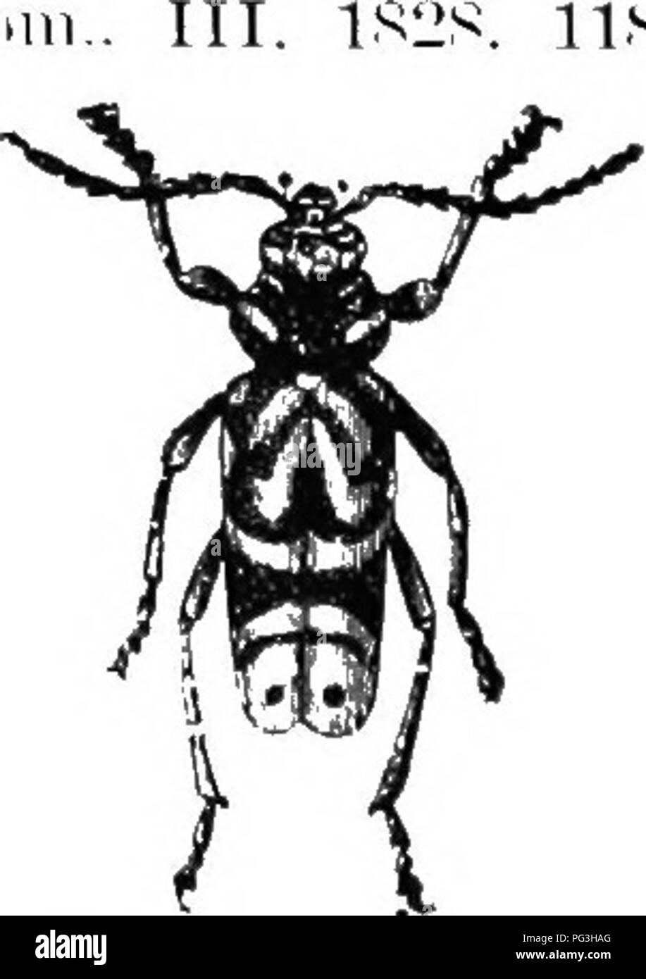 . An illustrated descriptive catalogue of the coleoptera or beetles (exclusive of the Rhynchophora) known to occur in Indiana : with bibliography and descriptions of new species . Beetles. Fig. 439. Female. X 21. (Atter Hopkins in Cire. No. 83. Bur. Ent. U. S. Dept. Agr.) being taken &quot;near th'e end of August.' ll.'^. XXVIII. PLA.iioxoTrp Muls. 1S42. ((h, &quot;oblique + back.'&quot; i This genus contains only a single bii-oc specie's, distinguished from its alli(-s by the heaAder coinpresFU'd antenna.'. 191.3 (017:11. I'l A(iii)NOTi's KPECiosis i^ay, .iiier. Kntoni.. pi 5.3; iliid. 1, l Stock Photo