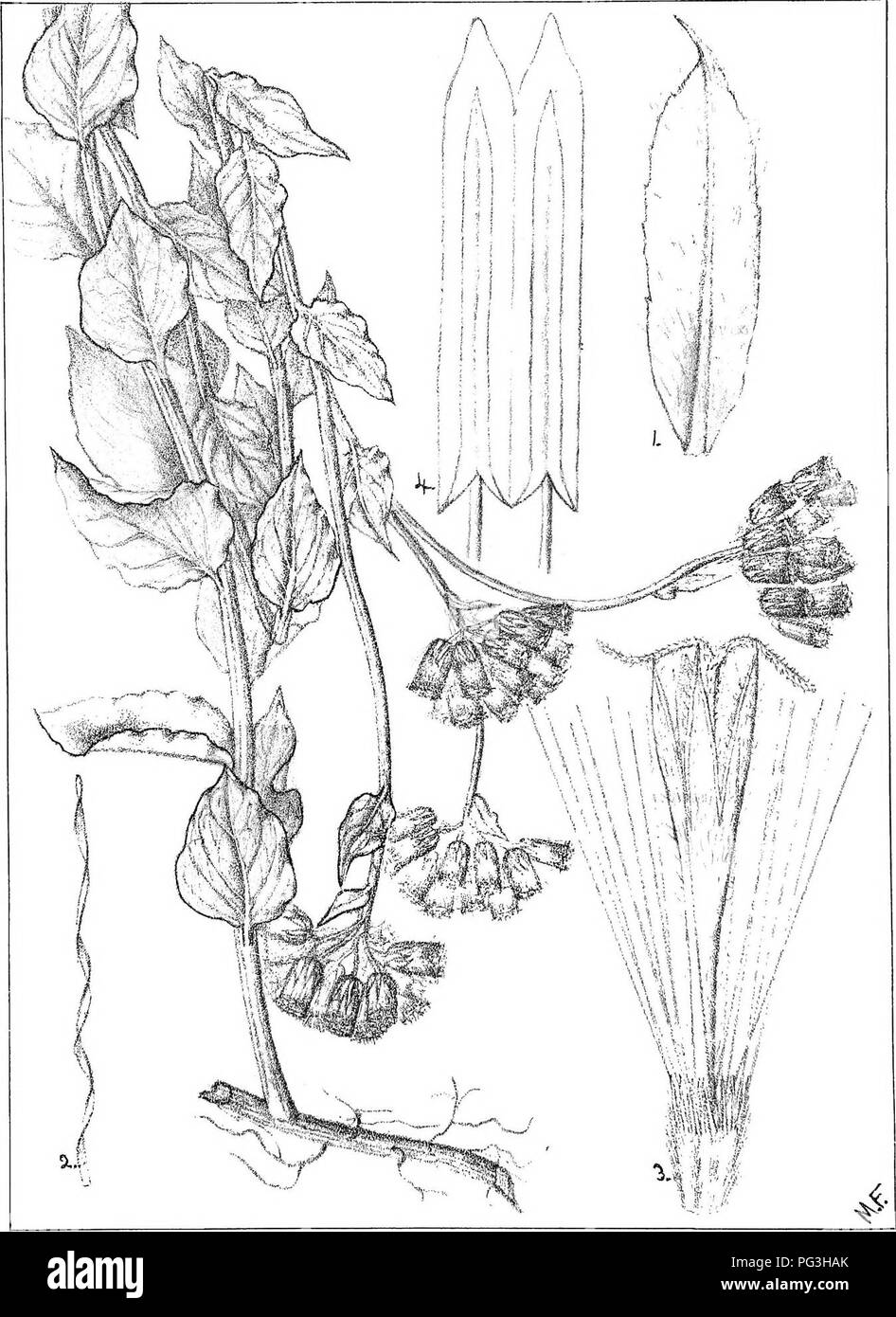 . Natal plants : Descriptions and figures of Natal indigenous plants, with notes on their distribution, economic value, native names, &amp;c., / by J. Medley Wood and Maurice S. Evans. Published under the auspices of Natal Government and Durban Botanic Society. Botany. Plale 334. Vernonia Kvausii^S'cIi.Bip.. Please note that these images are extracted from scanned page images that may have been digitally enhanced for readability - coloration and appearance of these illustrations may not perfectly resemble the original work.. Wood, John Medley, 1827-1914; Evans, Maurice S. (Maurice Smethurst),  Stock Photo