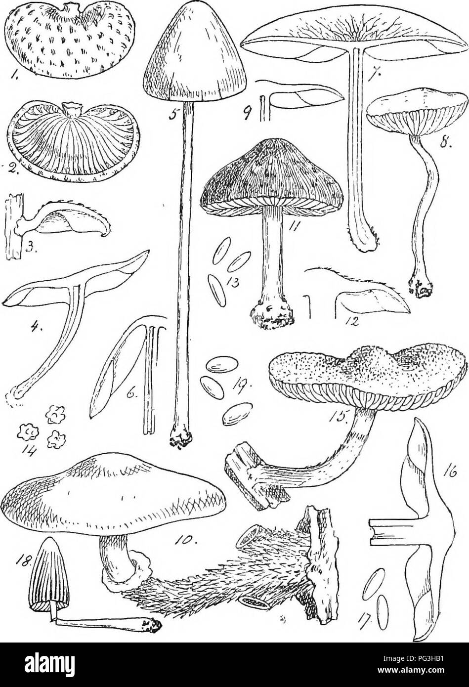 . British fungus-flora. A classified text-book of mycology. Fungi. OCHEOSPORAE.. B 2. Please note that these images are extracted from scanned page images that may have been digitally enhanced for readability - coloration and appearance of these illustrations may not perfectly resemble the original work.. Massee, George, 1850-1917. London, New York, G. Bell &amp; Sons Stock Photo