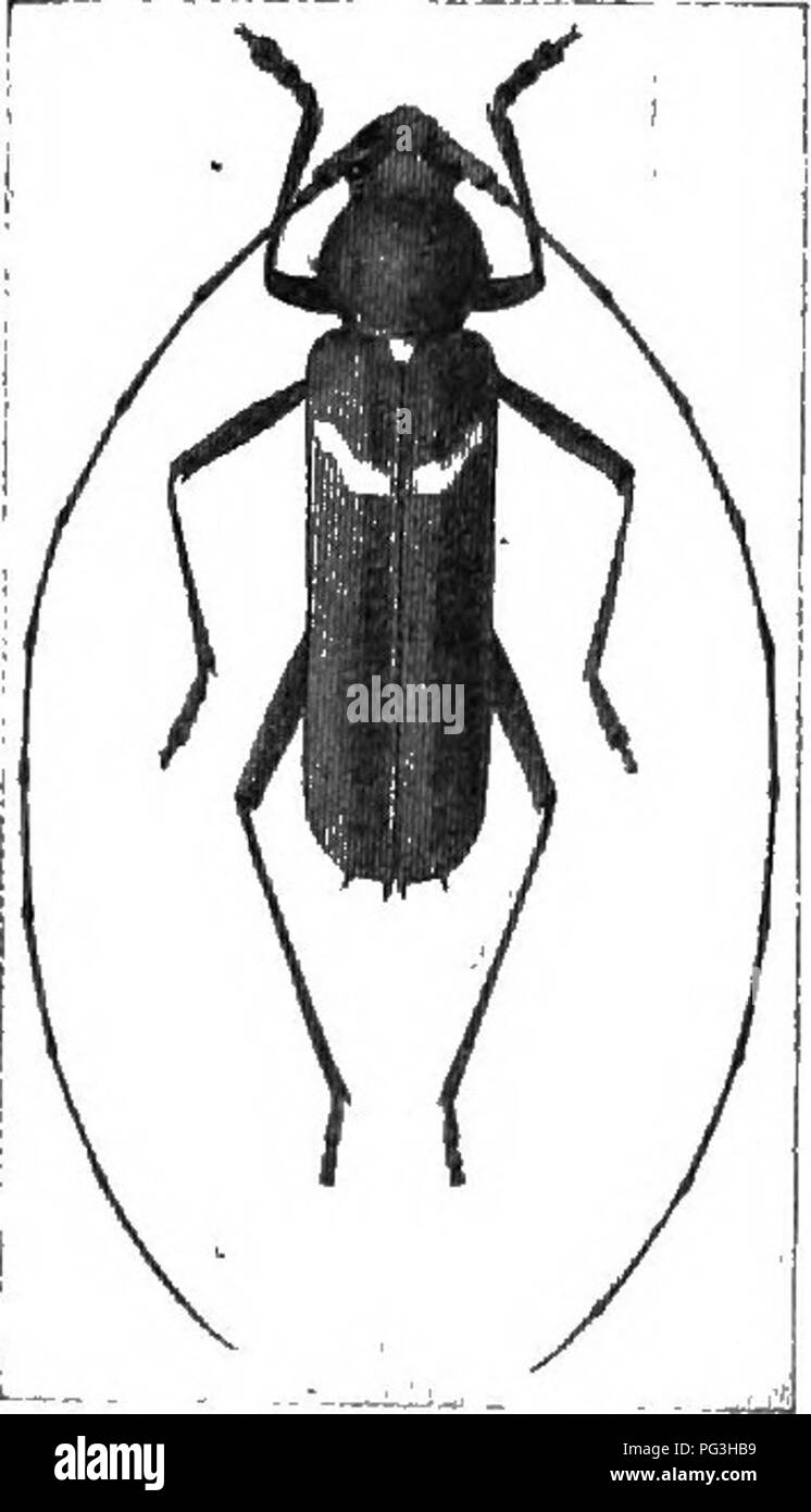 . An illustrated descriptive catalogue of the coleoptera or beetles (exclusive of the Rhynchophora) known to occur in Indiana : with bibliography and descriptions of new species . Beetles. lt)-22 F..AHI.Y LII. CBKAMBYCID/E. oblong black points, length 1(J nini., ranges froiu the Middle States to Mexico. Gracilia miinita Fab., piceous, length 6 mm., is an introduced European species whi&lt;;h occurs in the Atlantic States. Stromatium puhcscens Hald., pale yellowish-brown, length 14.5 mm., is known from Pennsylvania. XII. Chion Newm. 1841. (Gr., &quot;snow.&quot;) To this genus belongs the sing Stock Photo