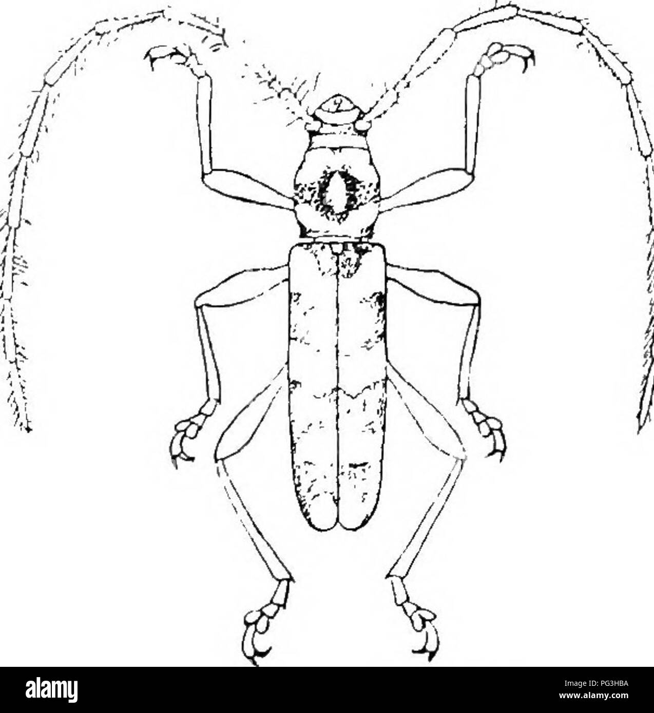 . An illustrated descriptive catalogue of the coleoptera or beetles (exclusive of the Rhynchophora) known to occur in Indiana : with bibliography and descriptions of new species . Beetles. .D-BORING BEETLES. 1021 e. Scutellum acute, triangular; anteunte very loug, sulcate; tUorax with spine on eacli side. XII. Ohion. cc. Scutellum rounded behind. f. Elytra with ellii&gt;tical, elevated ivory-like spots in pairs. XIII. Ebukia. //. Elytra without raised ivory-like spots. (J. Femora not sti'ongly clubbed; antennal joints and elytra with spines. h. Larger species (19-28 mm.) ; side pieces of metat Stock Photo
