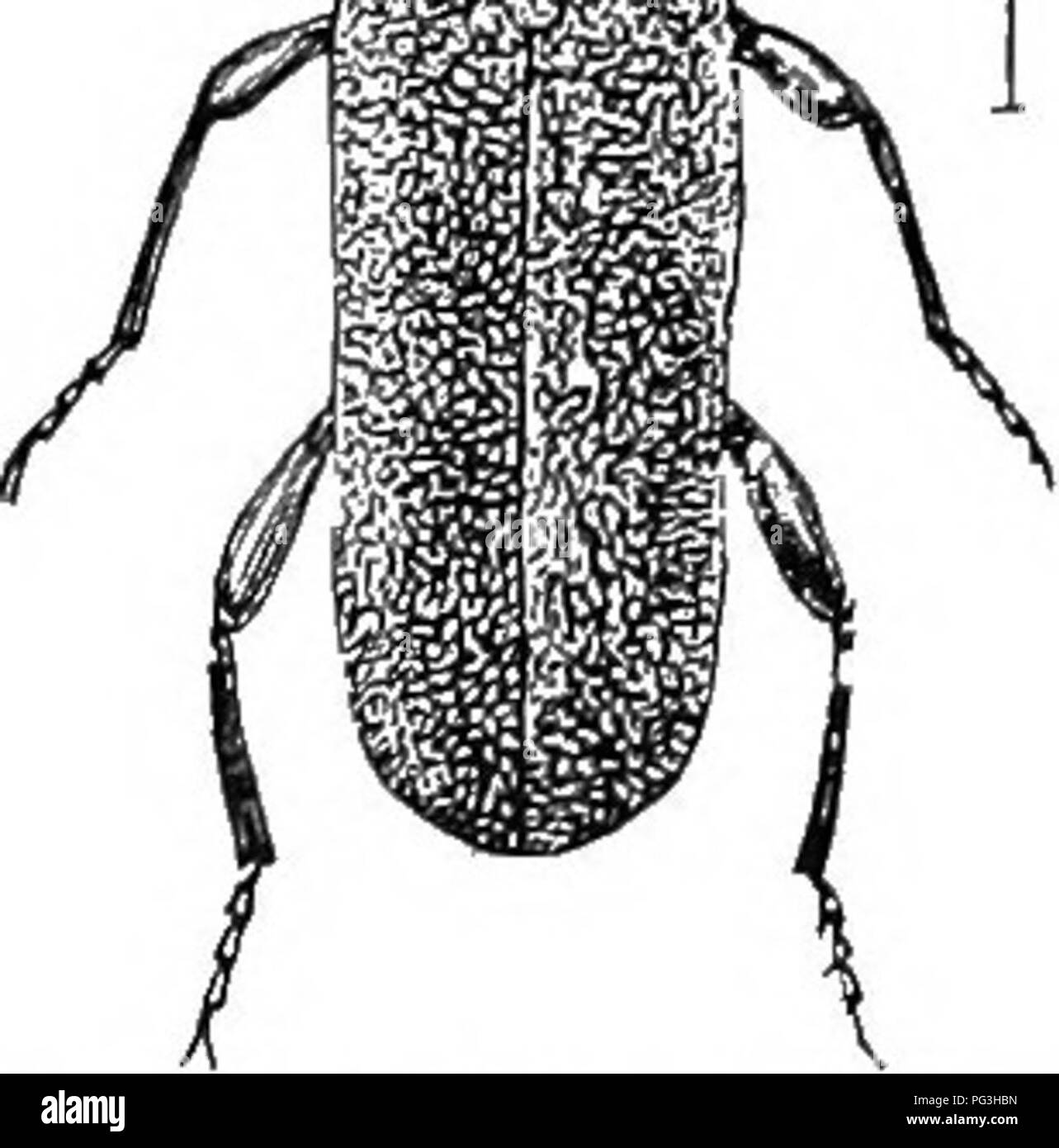. An illustrated descriptive catalogue of the coleoptera or beetles (exclusive of the Rhynchophora) known to occur in Indiana : with bibliography and descriptions of new species . Beetles. THE LONG-HORNED WOOD-BORING BEETLES. 101.9 KEY TO INDIANA SPECIES OP CALLIDIUM. u. Thorax and elytra blue. h. Thorax finely punctured and impressed. &amp;6. Thorax deeply punctured, not impressed. aa. Thorax and elytra dull brownish-yellow. 1887. ANTENNATUM. JANTHINUM. JEWSVU.. Fig. 430. CoMidium. antennatum. was described from Texas C. cereatu Newm., length ISST (GOOS). Callidium antennatum Newm., Ent. Mag. Stock Photo