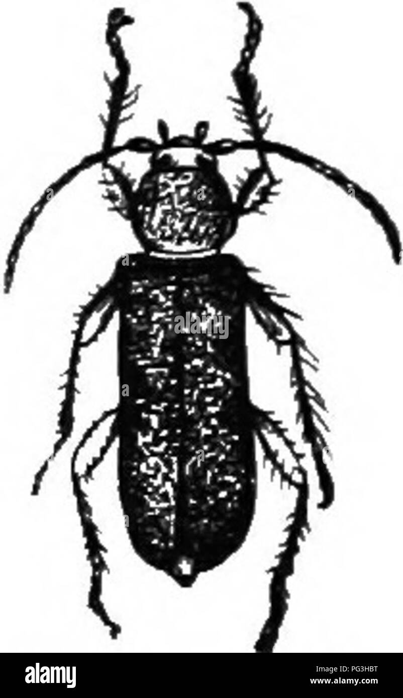 . An illustrated descriptive catalogue of the coleoptera or beetles (exclusive of the Rhynchophora) known to occur in Indiana : with bibliography and descriptions of new species . Beetles. 101,'^ PAll ll.' LII.—CEEAMI•,^'CIDyT^, 1884 (5993). Phymatodes vahiabims Fab., Faun. Suec, 102. Eloiii,'nle-(ibloiig. Head blackish; thorax recldish-yellow, the disk often darl^er; elytra yettow, or blue with yellow alon- sides; femora usually yellow, often blue. Thorax sparsely and rather coarsely punctate, both it and elytra with scattered pubescence. Length 12-13 mm. (Fig. 427.) :Monroe, Posey aud Duboi Stock Photo