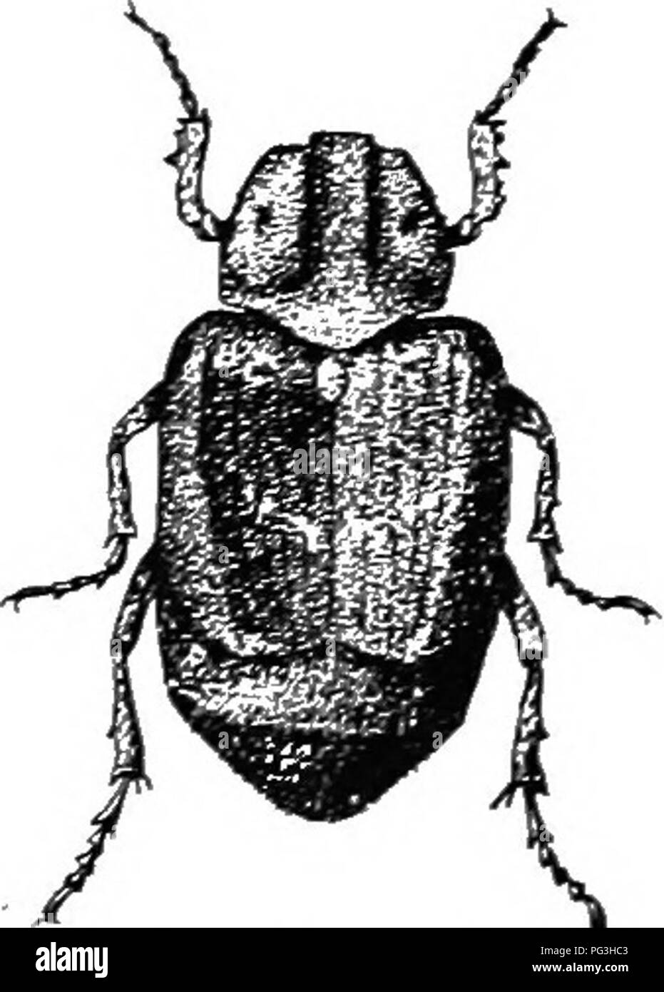 . An illustrated descriptive catalogue of the coleoptera or beetles (exclusive of the Rhynchophora) known to occur in Indiana : with bibliography and descriptions of new species . Beetles. THE LAMELLICORN BEETLES. 1005 which is wider at l&gt;:Lse and with an impression on the middle of each side. Elytra with disli fetbly but evidently concave; intervals each with two rows of shallow punctures. Under surface and femora rather densely clothed with yellowish scales. Lengtli 5-C mm. Southern half of State; frefjuent. February 21-December 10. Both this and the next hibernate in eolonif s beneath mu Stock Photo