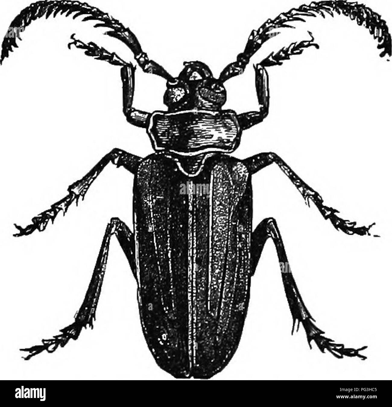 . An illustrated descriptive catalogue of the coleoptera or beetles (exclusive of the Rhynchophora) known to occur in Indiana : with bibliography and descriptions of new species . Beetles. 1012 FAMILY LII. CEEAMBYCIDiE. larly punctured. All the joints of liind tursi densely pubescent beneath, with a smooth median channel. Length 22-47 mm. (Fig. 424.) Southern half of  State; scarce. June 20--August 7. The fe- males are always much larger than the males. The beetle is known as the &quot;Broad-necked Prionus&quot; and the larvpj are said to injure the grape, apple, poplar and pine l)y boring in1 Stock Photo