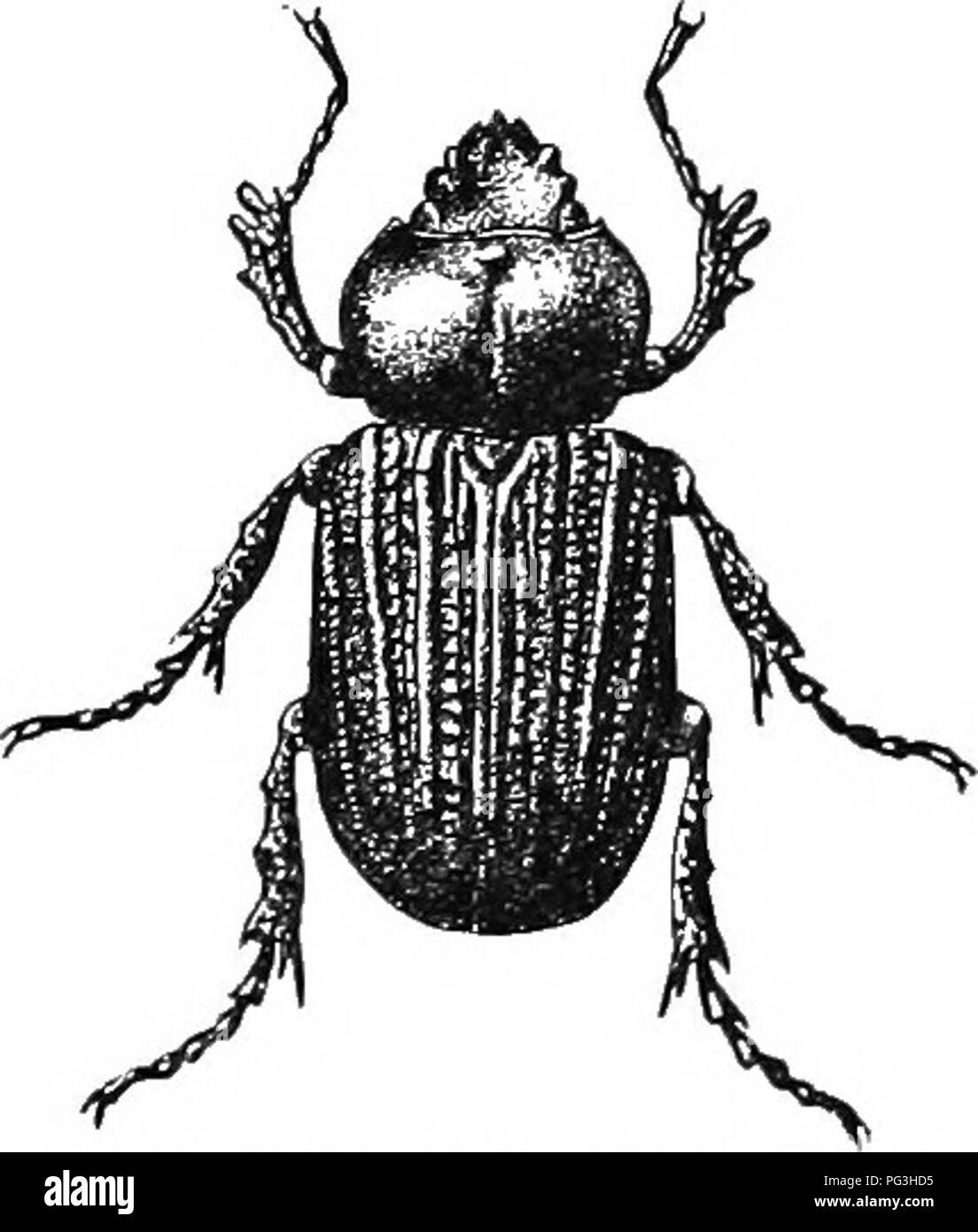 . An illustrated descriptive catalogue of the coleoptera or beetles (exclusive of the Rhynchophora) known to occur in Indiana : with bibliography and descriptions of new species . Beetles. 994 FAHriLY L. SCA1IAP„3J',TT)J&lt;;. Of the eight specimens in the collection, three are from Craw- ford County, the others from Bartholomew, Greene, Sullivan, Orange and Jefferson counties. All but two are males. July 25- September 4. One of the females is wholly chestnut-brown above; while one of the males has one elytron almost wholly chestnut- brown, the other one being of a normal hue. The species prob Stock Photo