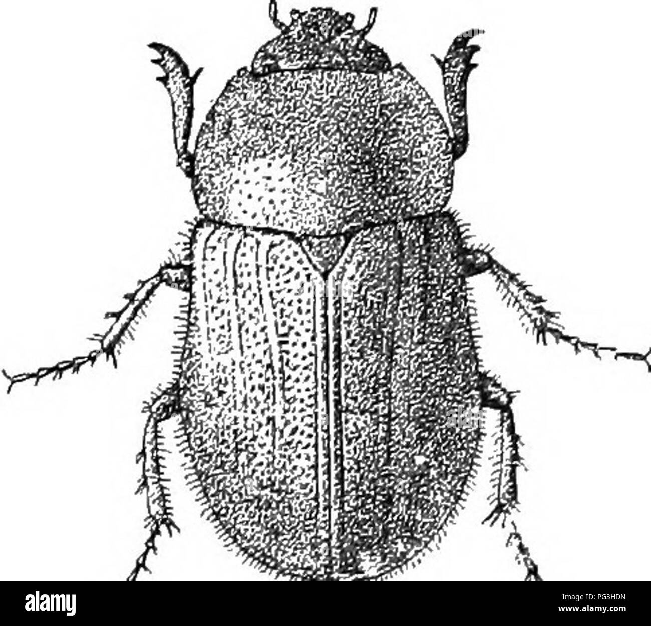 . An illustrated descriptive catalogue of the coleoptera or beetles (exclusive of the Rhynchophora) known to occur in Indiana : with bibliography and descriptions of new species . Beetles. 990 TAMELY L. SCAKAB^JB.IC. broadly rounded, hind angles rounded, surface finely and sparsely punc- tate Elytra with rows of very fine, feebly impressed punctures; the side margins in female often thickened near middle. Cylindrical elevation of prosternum behind the front coxas distinctly visible when viewed from the front. Length 12-14.5 mm. Vigo, Putnam and Posey counties; scarce. May ]2-July 30. 1849 {5S( Stock Photo