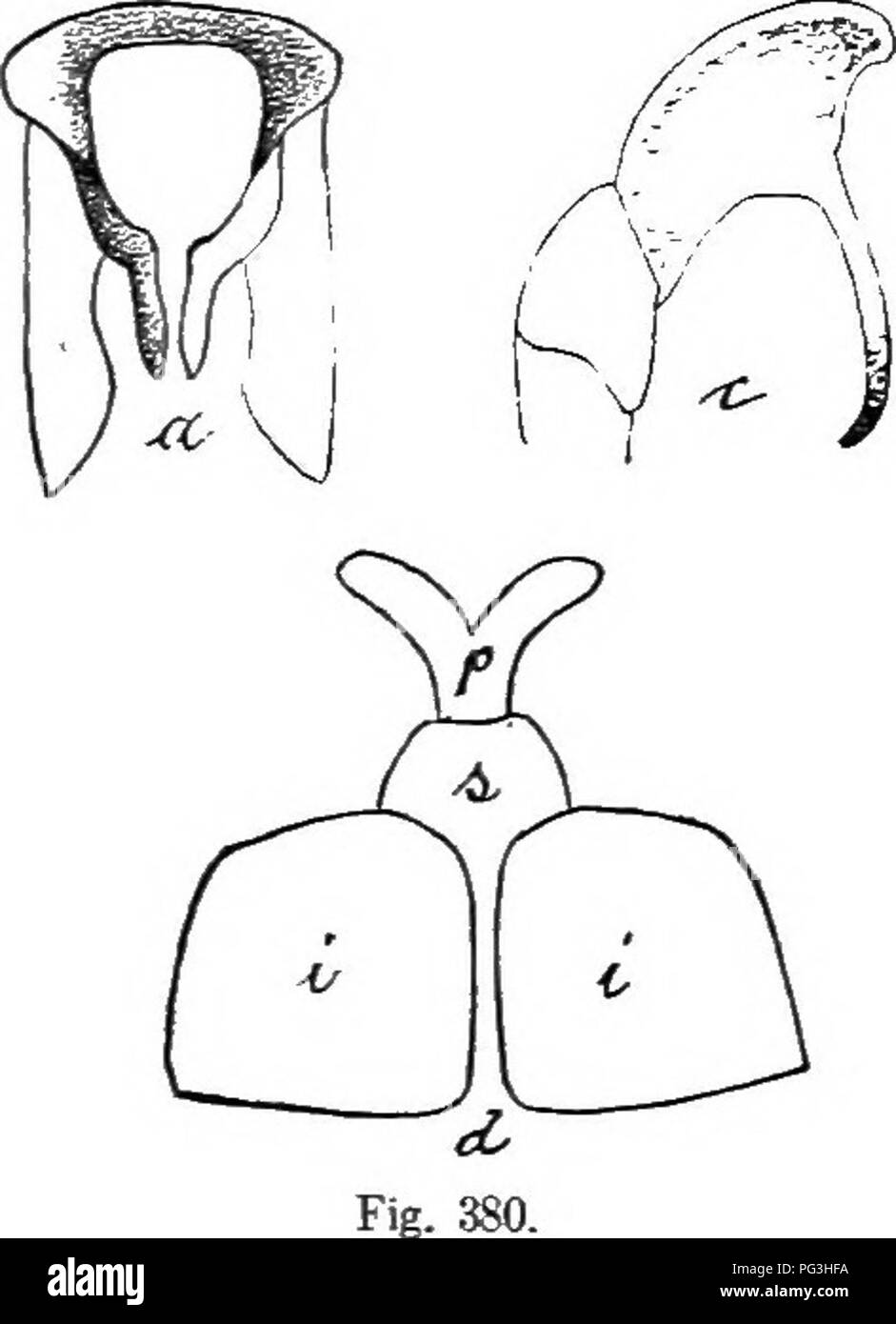 . An illustrated descriptive catalogue of the coleoptera or beetles (exclusive of the Rhynchophora) known to occur in Indiana : with bibliography and descriptions of new species . Beetles. Fig. 379.. Fig. 381.. Please note that these images are extracted from scanned page images that may have been digitally enhanced for readability - coloration and appearance of these illustrations may not perfectly resemble the original work.. Blatchley, W. S. (Willis Stanley), 1859-1940. Indianapolis : Nature Pub. Co. Stock Photo