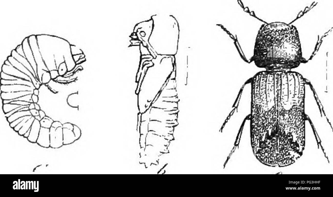 . An illustrated descriptive catalogue of the coleoptera or beetles (exclusive of the Rhynchophora) known to occur in Indiana : with bibliography and descriptions of new species . Beetles. 000 FAMILY XLIV. BOSTRICTIID^^. late. Elytra with small granules arranged in a network of lines, tbe spaces between them smooth, their summits with pale brown hairs. Length 4- 4.5 mm. Southern half of State; common, itareh 9-Deeember 21. Hi- bernates. Occurs on woody fungi and beneath baric of trees and shrubs; also at maple sap in spring. II. SiNo.xYLON Dufts. 1825. (Gr., &quot;harm + wod.&quot;) Cylindric Stock Photo