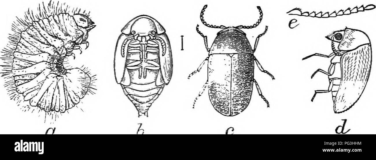 . An illustrated descriptive catalogue of the coleoptera or beetles (exclusive of the Rhynchophora) known to occur in Indiana : with bibliography and descriptions of new species . Beetles. THE DEATH-WATCH AND DRUG STORE BEETLES. 875 XI. LASiODERiiA Stephens. 1832, (Gr., &quot;hairy + skin.&quot;) Oval, more or less elongate, moderately convex, species having the body clothed with recumbent pubescence; antennae serrate, but not strongly so, the outer joints not more elongate; elytra not stri- ate ; metasternum short, suddenly sloping downward in front from side to side, the decli^'ity limited b Stock Photo