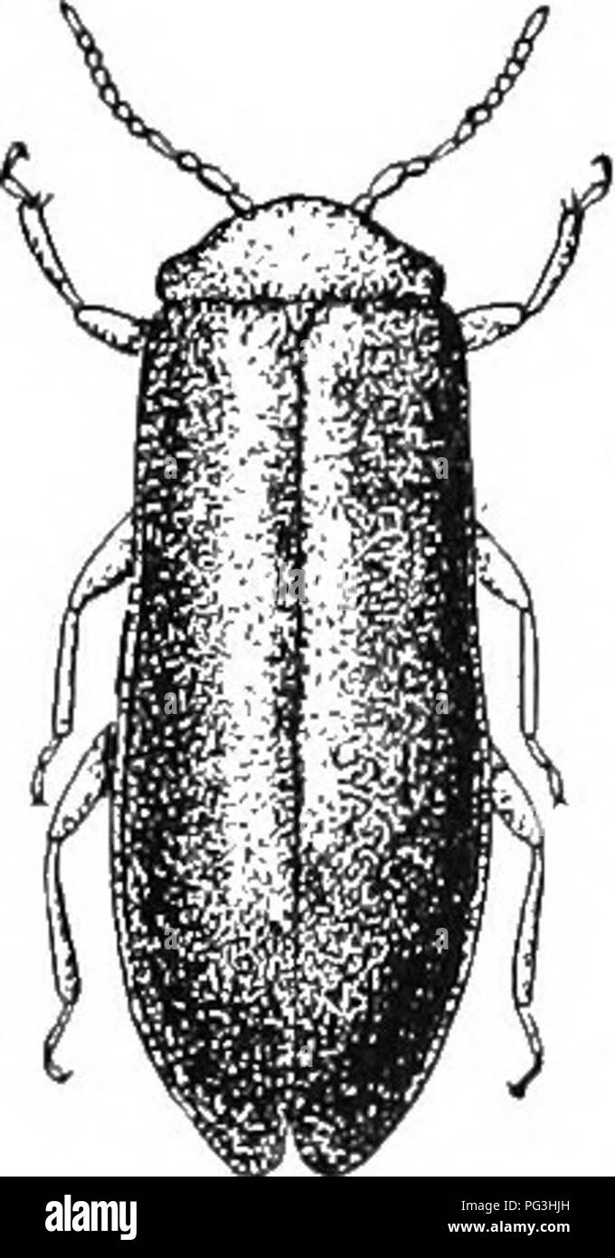 . An illustrated descriptive catalogue of the coleoptera or beetles (exclusive of the Rhynchophora) known to occur in Indiana : with bibliography and descriptions of new species . Beetles. 826 FAMILY XL. LAMl^yEID/U. XVI. Blanchardia Gen. Nov. This genus differs from Omethes in the characters above given and in having the head broader, more finely and densely punctured on front and vertex; eyes smaller and less prominent; tarsal clavrs much smaller and more slender, with a smaller tooth at base. In the male the antenna? are geniculate at the end of the fourth joint; the basal joint is large, s Stock Photo