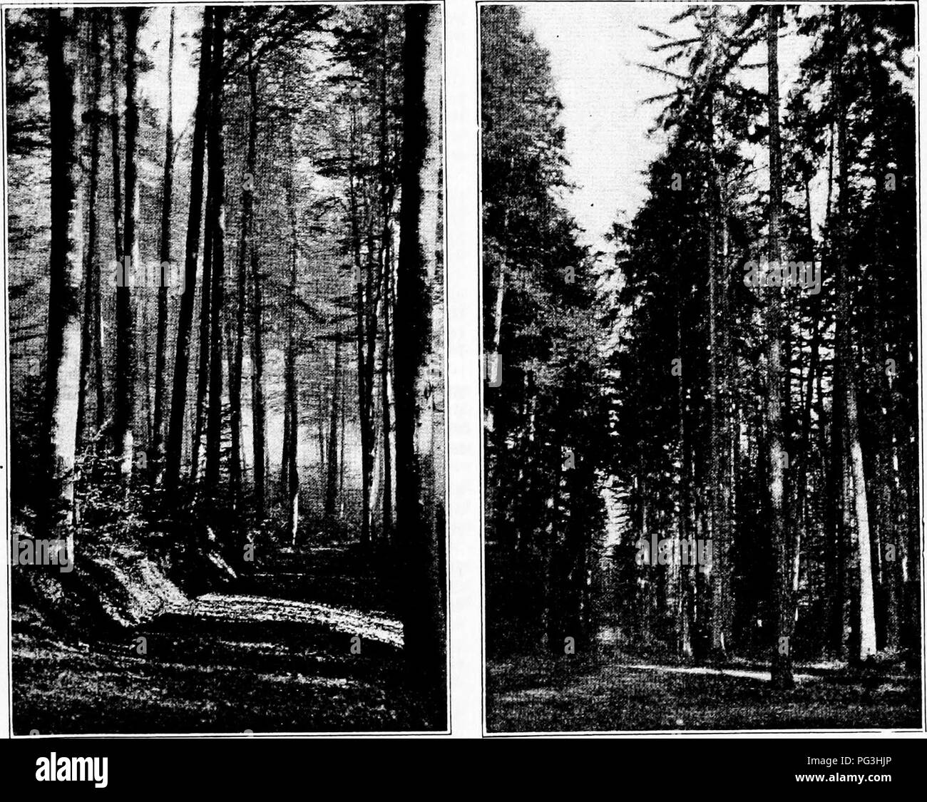 . Impressions of European forestry : letters written during a six months' visit to England and to the continent . Forests and forestry. City, Town and Communal Forests A Phase of European Forestry that Has Particular Significance for the United States A characteristic and striking feature of European forestry is the number of commun- al, town and city forests that one sees in each of the several countries. Indeed this class of forest land plays a large part in serv- ing the needs of very many persons who oth- erwise would be hard put to it to obtain the supplies of wood that they absolutely re Stock Photo