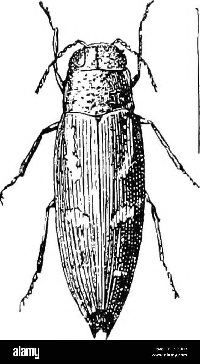 . An illustrated descriptive catalogue of the coleoptera or beetles (exclusive of the Rhynchophora) known to occur in Indiana : with bibliography and descriptions of new species . Beetles. 784 FAMILY XXXIX. BUPBESTID^Si.. Fig. 298. 1489 (4598). Bupeestis kufipes Oliv., Nat. Hist, des Ins., II, 1801, 10. Elongate. Above green, tinged with brassy, shining; elytra spotted as described in key; an oblique yellow stripe near margin of thorax. Be- neath green, with a median stripe extending from mouth to second ventral segment and a -row of small spots along the sides, bright yellow; legs and last tl Stock Photo