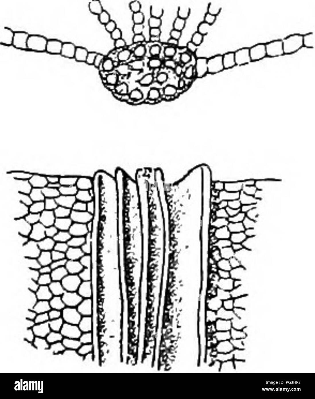 . Mosses with a hand-lens; a non-technical handbook of the more common and more easily recognized mosses of the north-eastern United States. Mosses. MOSSES WITH A HAND-LENS 193 Inflated, applied to the alar cells of leaves when enlarged much beyond the size of the neighboring cells. (Fig. 19.) Involucre, the circle of single or united bracts surrounding the perianth in the Hepatics. (See Marchantia.) InUorescence, often applied to the clusters of reproductive organs. lulaceous, smooth, slender and cylindric; like a catkin or a worm. Lamellae, thin sheets or plates of tissue; e. g., the plates  Stock Photo