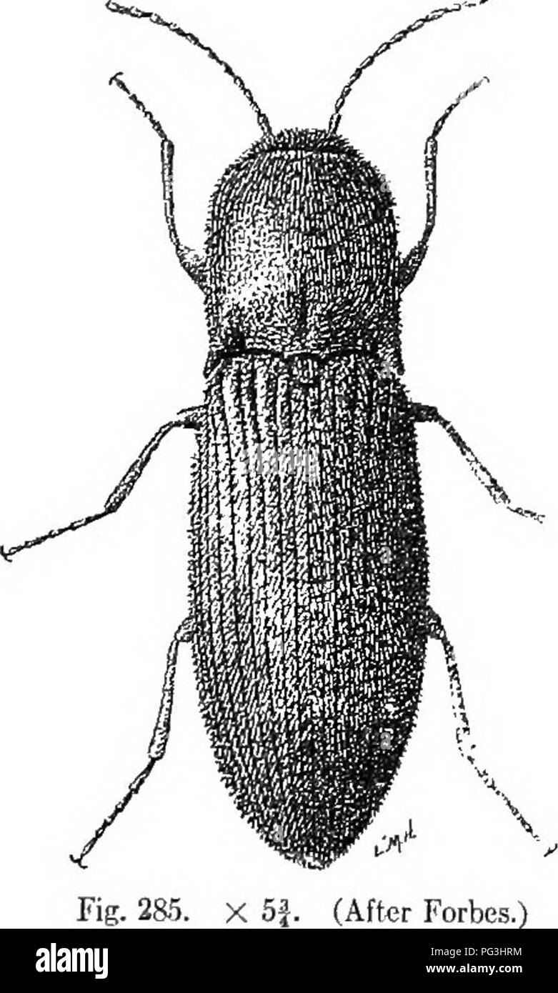 . An illustrated descriptive catalogue of the coleoptera or beetles (exclusive of the Rhynchophora) known to occur in Indiana : with bibliography and descriptions of new species . Beetles. THE CLICK BEETLES. 741 1397 (4281). Agriotes insanus Cand., Blat, IV, 376. Elongate-oblong; slender, convex. Pale dull brown; head and thorax somewhat darker; legs paler. Thorax slightly longer than broad; sides rounded on apical third; hind angles feebly diverging, subacute, not visibly earinate; disk with a median impressed line on basal half, rather densely and finely punctate. Elytral striae rather finel Stock Photo