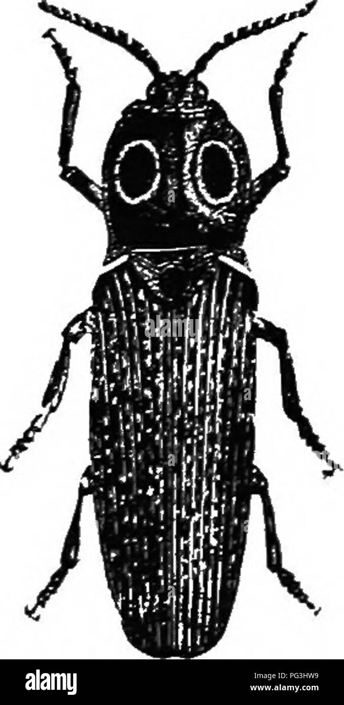 . An illustrated descriptive catalogue of the coleoptera or beetles (exclusive of the Rhynchophora) known to occur in Indiana : with bibliography and descriptions of new species . Beetles. THE CLICK BEETLES. Ill KEY TO GENERA OF CHALCOLEPIDIINI. a. Thorax without large velvety black spots; scutellum obcordate; margin of elytra obsolete on basal half; antennse of male pectinate. Chaicolepidius. aa. Thorax with two large velvety black spots on disk; scutellum oval; ely- tra strongly margined. XV. Alatts. Chaicolepidius viridipilis ^ny. black, densely clothed with mi- nute olive-gray scales, leng Stock Photo