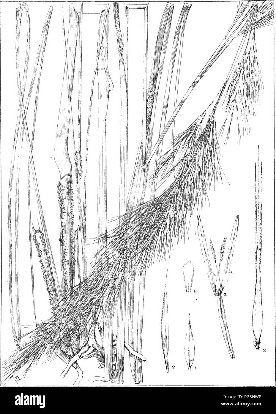 . Natal plants : Descriptions and figures of Natal indigenous plants, with notes on their distribution, economic value, native names, &amp;c., / by J. Medley Wood and Maurice S. Evans. Published under the auspices of Natal Government and Durban Botanic Society. Botany. PLATE 200.. ARISTIDA 5CIURUS. ^«-&lt;«'. Please note that these images are extracted from scanned page images that may have been digitally enhanced for readability - coloration and appearance of these illustrations may not perfectly resemble the original work.. Wood, John Medley, 1827-1914; Evans, Maurice S. (Maurice Smethurst), Stock Photo