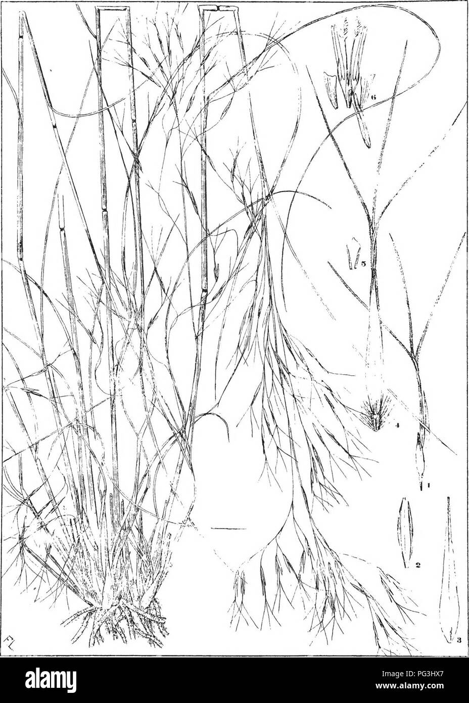 . Natal plants : Descriptions and figures of Natal indigenous plants, with notes on their distribution, economic value, native names, &amp;c., / by J. Medley Wood and Maurice S. Evans. Published under the auspices of Natal Government and Durban Botanic Society. Botany. FLAfe 198. ARISTIDA ANGUSTATA. stapk. Please note that these images are extracted from scanned page images that may have been digitally enhanced for readability - coloration and appearance of these illustrations may not perfectly resemble the original work.. Wood, John Medley, 1827-1914; Evans, Maurice S. (Maurice Smethurst), 18 Stock Photo