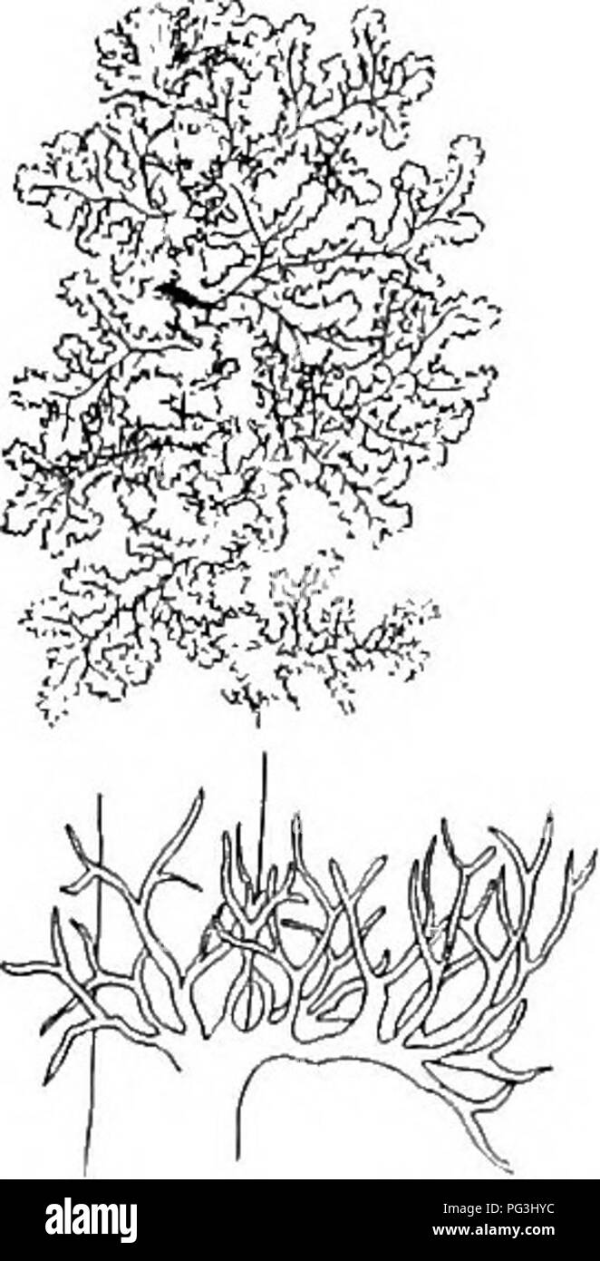 . Mosses with a hand-lens; a non-technical handbook of the more common and more easily recognized mosses of the north-eastern United States. Mosses. Figure ioi. Scapania un- dulata. (After Hooker). small; 'LEAVES DIVIDED INTO HAIRLIKE DIVISIONS.. Figure 102. Trichocolea tomentella a little enlarged to^Upj i„ j-Up rnlvnrra and leaf much enlarged. tacnea to tne caiyptra TRICHOCOLEA. T. TOMENTEi,LA (Ehrh.) Dum., the Woolly Hepatic, derives its name from the fact that the leaves are divided into very numerous hairlike divisions. It is a large plant somewhat resembling the Pern Mosses in its pinnat Stock Photo