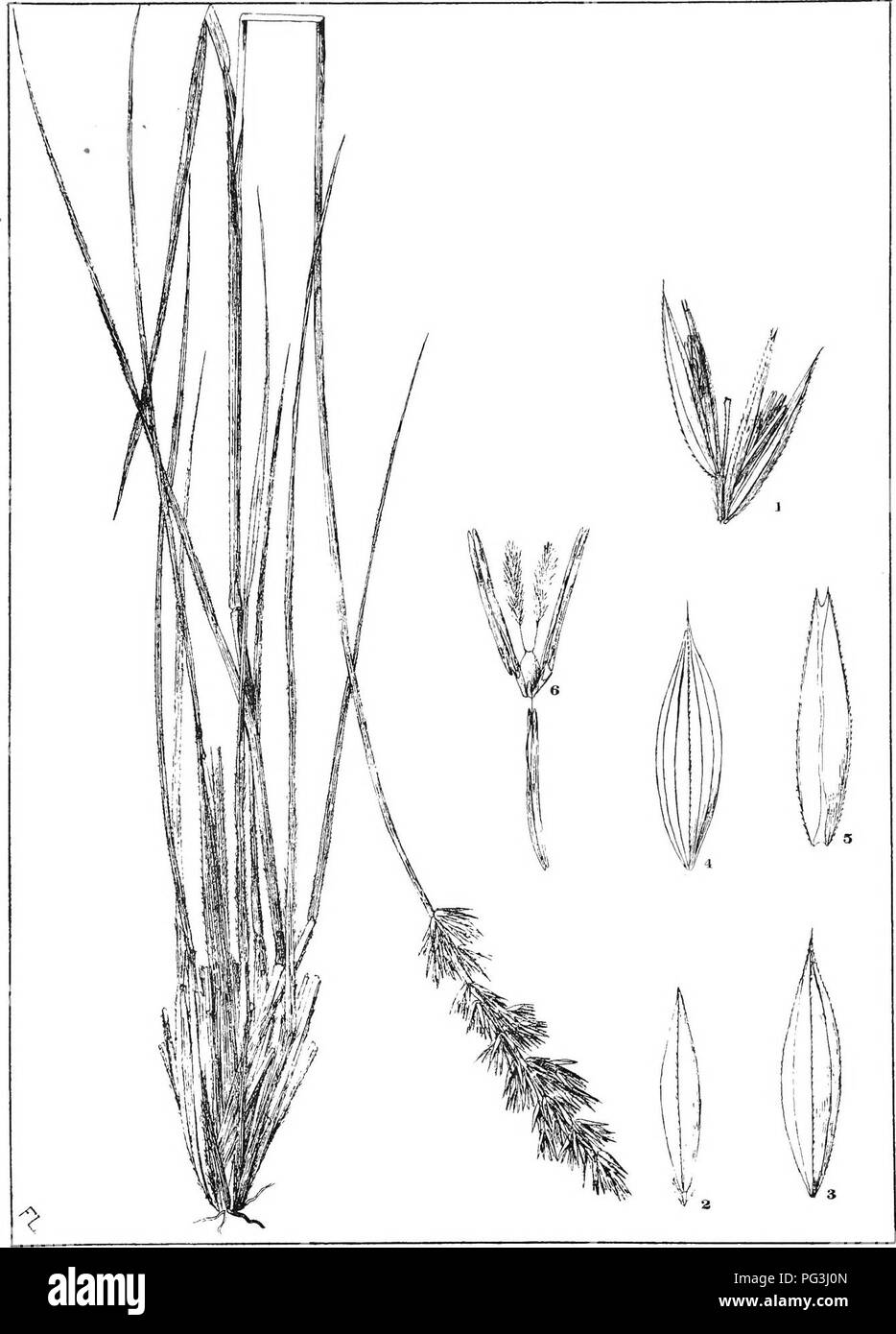 . Natal plants : Descriptions and figures of Natal indigenous plants, with notes on their distribution, economic value, native names, &amp;c., / by J. Medley Wood and Maurice S. Evans. Published under the auspices of Natal Government and Durban Botanic Society. Botany. PLATE 189.. KOELERIA CRIST AT A. n-:jis. Please note that these images are extracted from scanned page images that may have been digitally enhanced for readability - coloration and appearance of these illustrations may not perfectly resemble the original work.. Wood, John Medley, 1827-1914; Evans, Maurice S. (Maurice Smethurst), Stock Photo