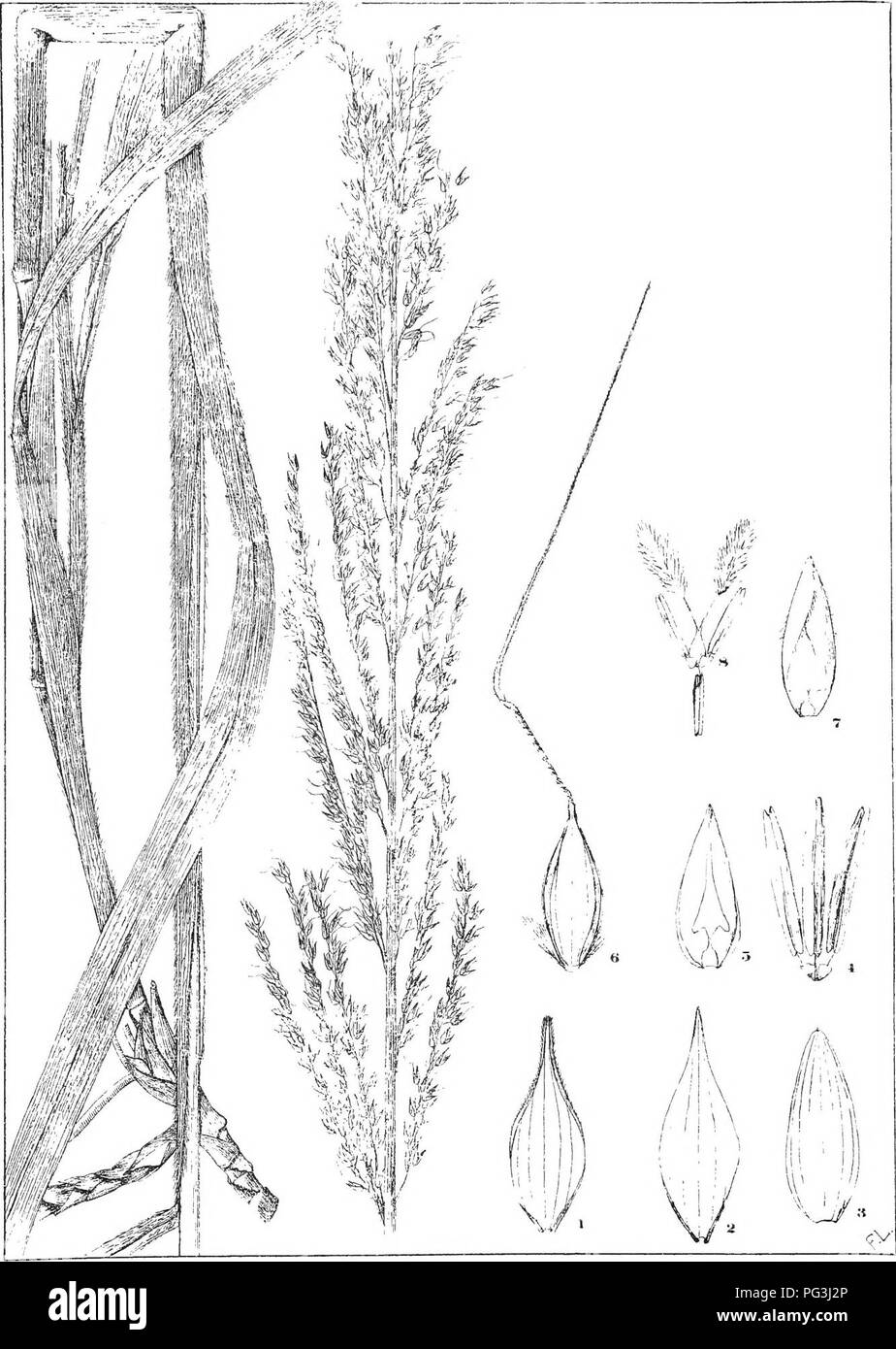 . Natal plants : Descriptions and figures of Natal indigenous plants, with notes on their distribution, economic value, native names, &amp;c., / by J. Medley Wood and Maurice S. Evans. Published under the auspices of Natal Government and Durban Botanic Society. Botany. PLATE 183. ARUNDiNELLA ECKLONII ^/--i'-^^. Please note that these images are extracted from scanned page images that may have been digitally enhanced for readability - coloration and appearance of these illustrations may not perfectly resemble the original work.. Wood, John Medley, 1827-1914; Evans, Maurice S. (Maurice Smethurst Stock Photo