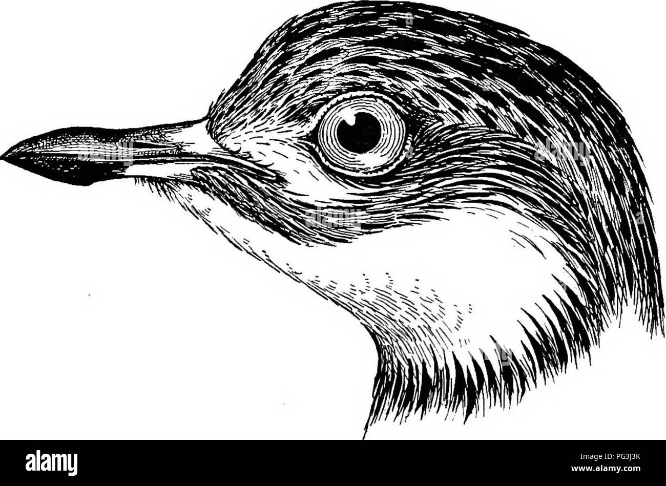 . The birds of South Africa. Birds. 316 CEDICNEMIDa) CEDICNEMUS - Sportsm. 8. A. p. 120 (1892); FUclc, Journ. Ornith. 1894, p. 382; Sharps, Cat. B. M. xxiv, p. 15 (1896); Shelley, B. Afr. i, p. 194 (1896); Bryden, Nat. and Sjport, p. 50 (1897); Woodward Bros., Natal Bds. p. 179 (1899); Marshall, Ibis, 1900, p. 264; Oates, Cat. B. Eggs,n, pp. 82, 364 (1902); Beichenow, Vbg. Afr. i, p. 198, (1900); Haagner, Ibis, 1902, p. 580; Whitehead, Ibis, 1903, p. 235; Sliarpc, Ibis, 1904, p. 13 [Deelfonteiii]. (Edionemus maculosus, Temm. PI. Col. v, pi. 292 (1824); Gurney, Ibis, 1860, p. 217 [Natal] ; Laya Stock Photo