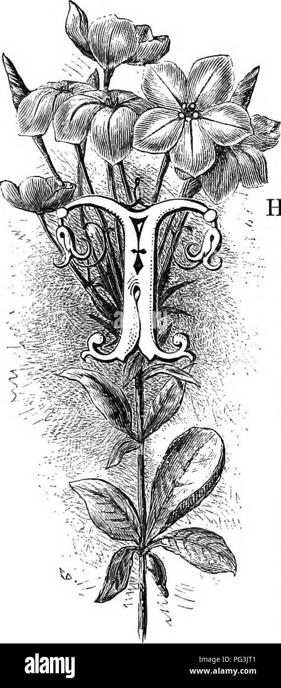 Familiar Garden Flowers Flowers Plants Ornamental Floriculture The Cape Leadwokt Plumbago C Ipensis He Names Of Plants Present For Our Consideration Innumerable Strange Questions Mostly Of A Mirth Provoking Kind But Some