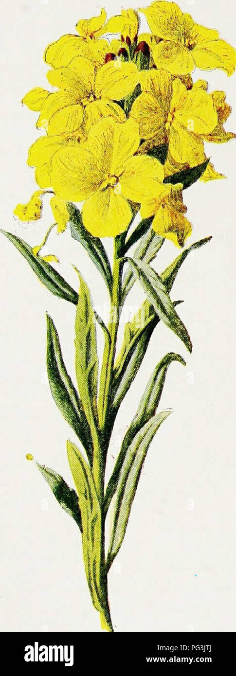 . Familiar garden flowers . Flowers; Plants, Ornamental; Floriculture. ALPINE WALLFLOWER.. Please note that these images are extracted from scanned page images that may have been digitally enhanced for readability - coloration and appearance of these illustrations may not perfectly resemble the original work.. Hibberd, Shirley, 1825-1890; Hulme, F. Edward (Frederick Edward), 1841-1909. London : Cassell Stock Photo