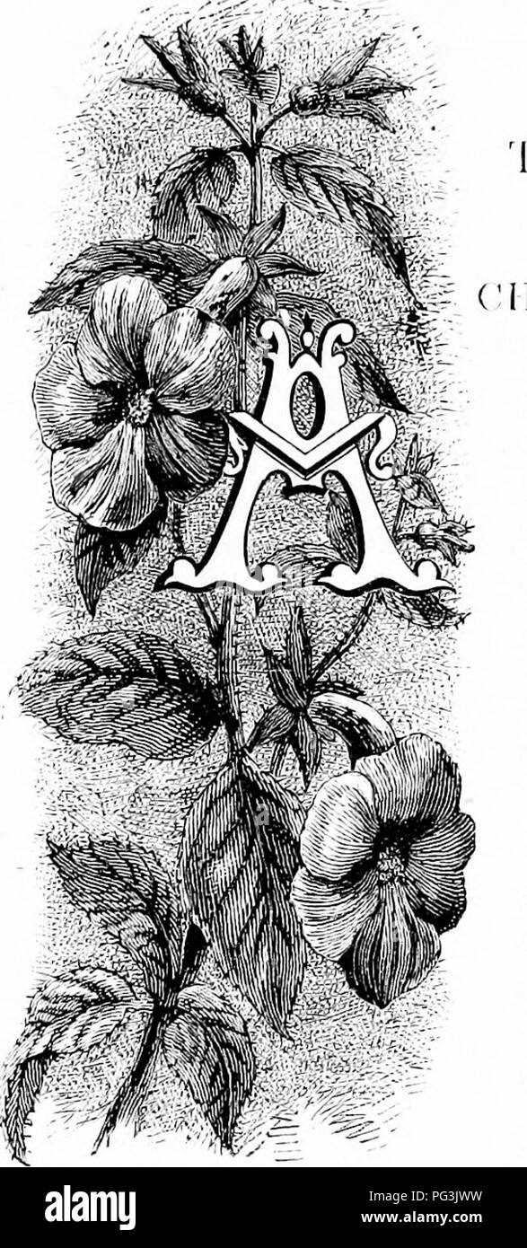 . Familiar garden flowers . Flowers; Plants, Ornamental; Floriculture. HE ACHTMENES. IIIMENES, Gloxinia, and Ges- iieria are three fl&lt;]ral graces— ti'ifts of the new world to the old, related as a sisterhood of lieauty, and requiring almost identical conditions of life to insure their health and to win their smiles. The plant before us is singularly beautiful, and (he easiest of the genus for the amateur to cultivate, as a warm greenhouse temperature suffices for it, whereas most other species of achimenes re- quire the heat of the stove. There are several varieties of ioiifli.ftora, but it Stock Photo