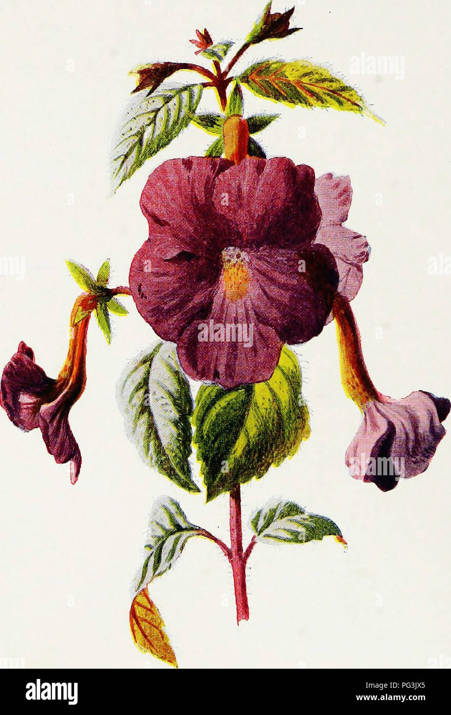 . Familiar garden flowers . Flowers; Plants, Ornamental; Floriculture. ACHIMENES.. Please note that these images are extracted from scanned page images that may have been digitally enhanced for readability - coloration and appearance of these illustrations may not perfectly resemble the original work.. Hibberd, Shirley, 1825-1890; Hulme, F. Edward (Frederick Edward), 1841-1909. London : Cassell Stock Photo