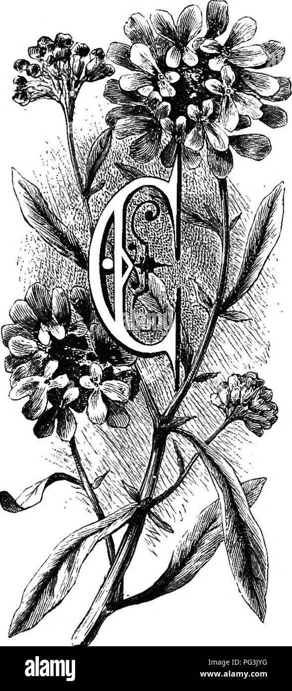 Familiar Garden Flowers Flowers Plants Ornamental Floriculture The Candytuft Ibcri Andy Or Candie Is The Old English Name For The Island Of Cretej And The Tufted Flower Before Us Having Familiar Garden Flowers Flowers Plants Ornamental Floriculture The Candytuft Ibcri Andy Or Candie Is The Old English Name For The Island Of Cretej And The Tufted Flower Before Us Having