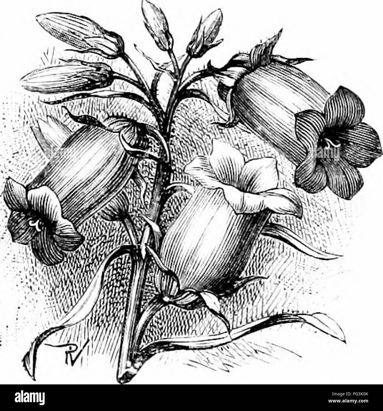 Rocker Plants Black And White Stock Photos Images Alamy Rocker Plants Black And White Stock Photos Images Alamy