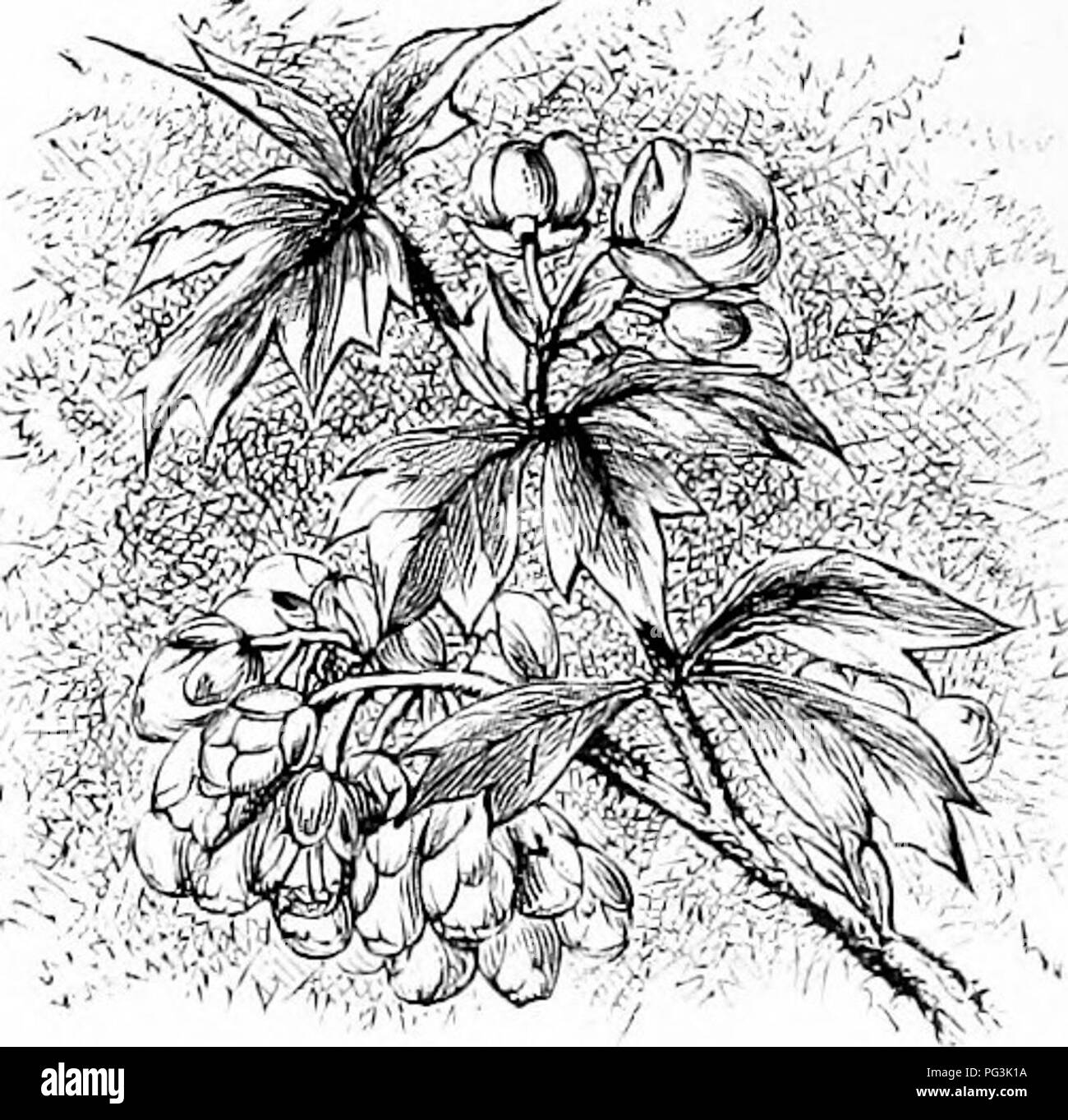 Familiar Garden Flowers Flowers Plants Ornamental Floriculture 4 Familiar Garden Flowers The Garden Name Of Which Is Berherla Aiiiiifolia Inidiilata Nana The Common Form Of B Aqiiifulia Is Not Good Familiar Garden Flowers Flowers Plants Ornamental Floriculture 4 Familiar Garden Flowers The Garden Name Of Which Is Berherla Aiiiiifolia Inidiilata Nana The Common Form Of B Aqiiifulia Is Not Good