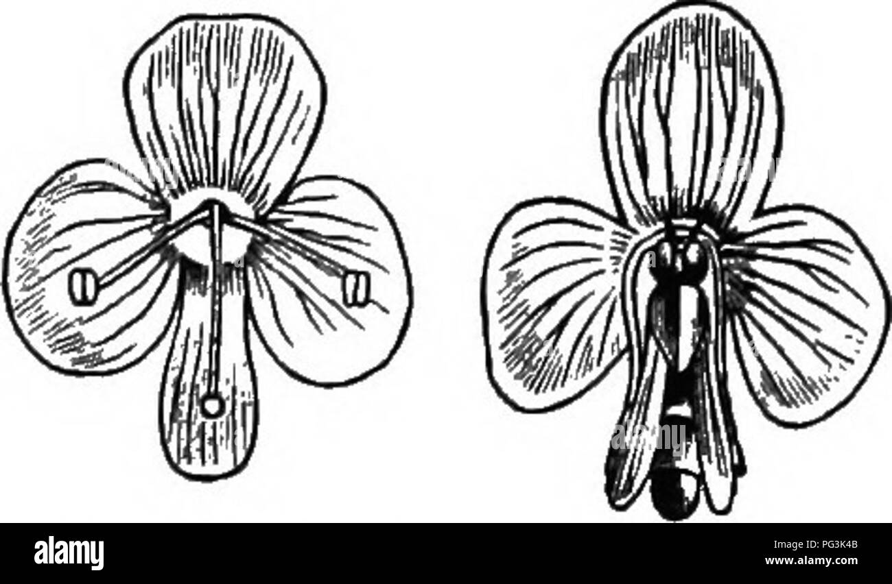 . The origin of floral structures : through insect and other agencies. Plants; Flowers; Flowers. Fig. it.—^&gt;CUiUma onguitifMum. fig. 35.—Feronico Chamadryt (after Mttller). pair of petals, not sharing in the support of the insect, are not enlarged at all. In Gircoea and Veronica Ghamoednjs (Fig. 35), the insect clings to the two stamens and style; and the anterior petals are not enlarged, while in the latter flower it is, as usually the case, the smallest, the stamens of Veronica being attached to the lateral petals have to supply the fulcra for leverage, and consequently these have now bec Stock Photo