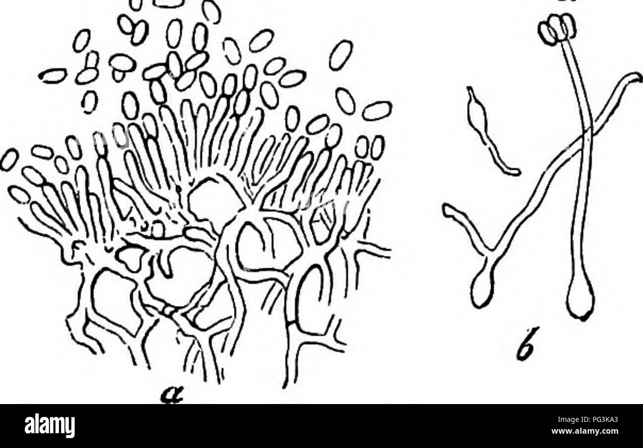 . Comparative morphology and biology of the fungi, mycetozoa and bacteria . Plant morphology; Fungi; Myxomycetes; Bacteriology. Fig. no. Cliwicepspurpureat Tul. Portion of a thin longitudinal section on the boundary line between the gonidiophore ss—a and the youngs sclerotium m. See Fig. 17, After Tulasne, from Liirssen's Handbuch, highly magnified. 00. Fig. III. Claviceps purpurea, Tul. a thin transverse section through the layer from which gonidia are being abscised, d gonidia germinating and producing by abjunction a small group of secondary gonidia at x. a after Tulasne, highly magnified,  Stock Photo