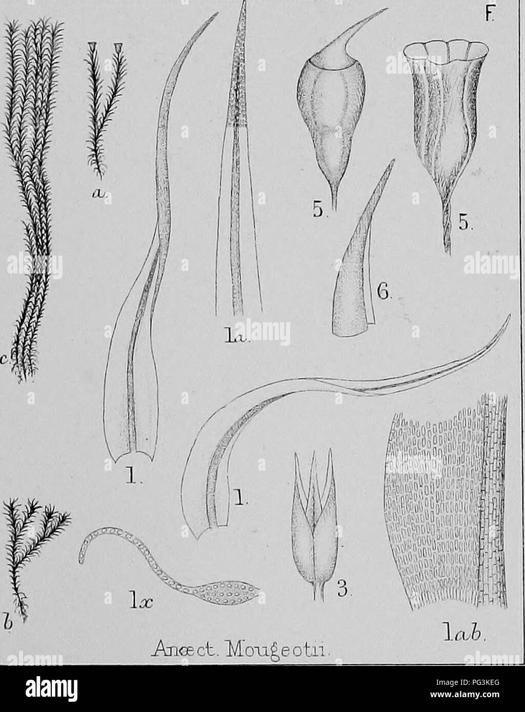A comprehensive guide to the moss species of Britain, illustrated with ...