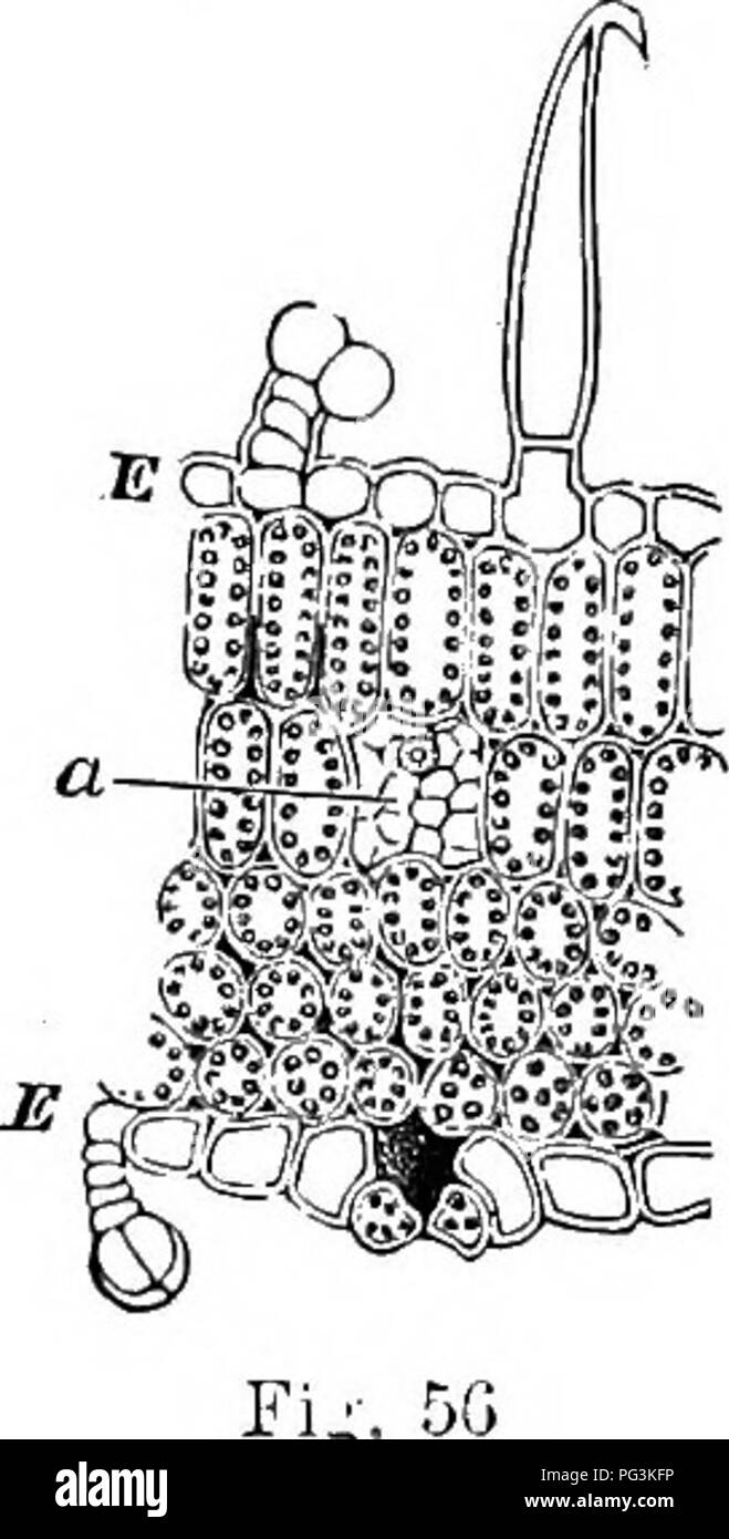. How crops grow. A treatise on the chemical composition, structure, and life of the plant, for all students of agriculture ... Agricultural chemistry; Growth (Plants). THE VEGETATITE ORGANS OP PLANTS. 285 Below the upper epidermis, there often occur one or more layers of oblong cells, whose sides are in close eon- tact, and which are arranged endwise, with reference to the flat of the leaf Below these, down to the lower epi- dermis, for one-half to three-quarters of the thickness of the leaf, the cells are commonly spherical or irregular in figure and arrangement, and more loosely disposed, w Stock Photo