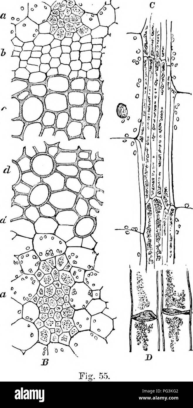 . How crops grow. A treatise on the chemical composition, structure, and life of the plant, for all students of agriculture ... Agricultural chemistry; Growth (Plants). THE VEGETATIVi: ORGANS OF PLANTS. 281 the sieve-cells in the overground stem of the potato; A,  B, cross-section of parts of vascular bundle—A, exterior part towards riad; JB, interior portion next to pith—a, a, cell-tissue inclosing j. the smaller sieve- cells, A, B, which « contain sap turbid with minute gran- ules; h, cambium cells; c, wood-cells (which are absent in the potato tuber;) d, ducts intermingled &quot;with wood- Stock Photo