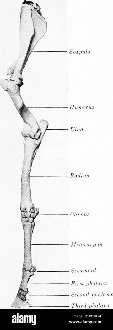 . The horse in health and disease : a text-book pertaining to veterinary science for agricultural students . Horses; Horses. 40 THE nOlt.SK IN IlEA!/rn ANl) DISEASE The humerus i&gt; radius and ulna ]&gt;v loca.tcil low. It ween the scapula ahovc and the lirected obliciuely downward and backward. This bone belongs to the class of long bones and con- sists of a shaft or Ijody and two extremities. The shaft is twisted in appearance and has four sur- faces. Tlic external surface is marked by the musculospiral groove. The internal surface is rounded from side to side and presents al)ove the middle Stock Photo