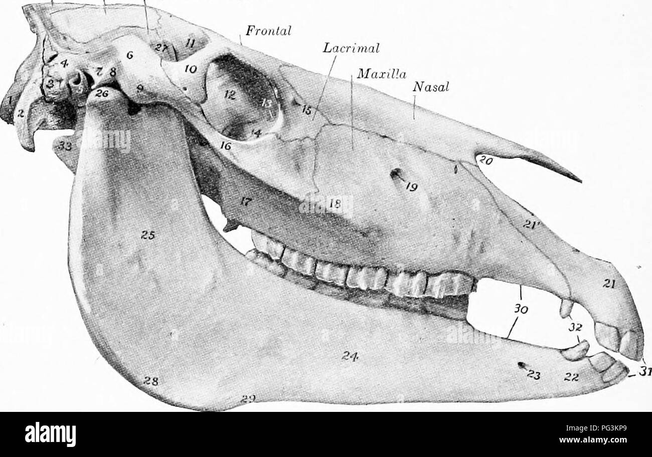 Axial skeleton Black and White Stock Photos & Images Alamy