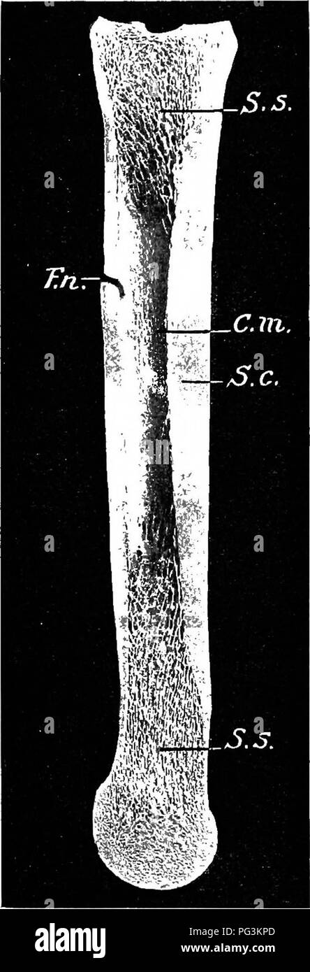 . The horse in health and disease : a text-book pertaining to veterinary science for agricultural students . Horses; Horses. 30 THE HORSE IN HEALTH AND DISEASE Cancellated bone tissue is porous in appearance and composed of great numbers of little bony plates and spicules surrounding. Fig. 2.—Sagittal section of right large metatarsal bone: S.c, Compact substance; S.s., spongy substance; C.m., medullary cavity; F.n., nutrient fora- men. Note the greater thickness of the compact substance of the anterior part of the shaft. (Sisson, Anatomy of Domestic Animals.) spaces that are filled with red m Stock Photo