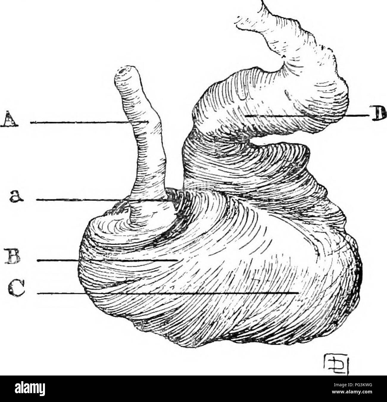 Colucs . The common colics of the horse : their causes, symptoms, diagnosis ...
