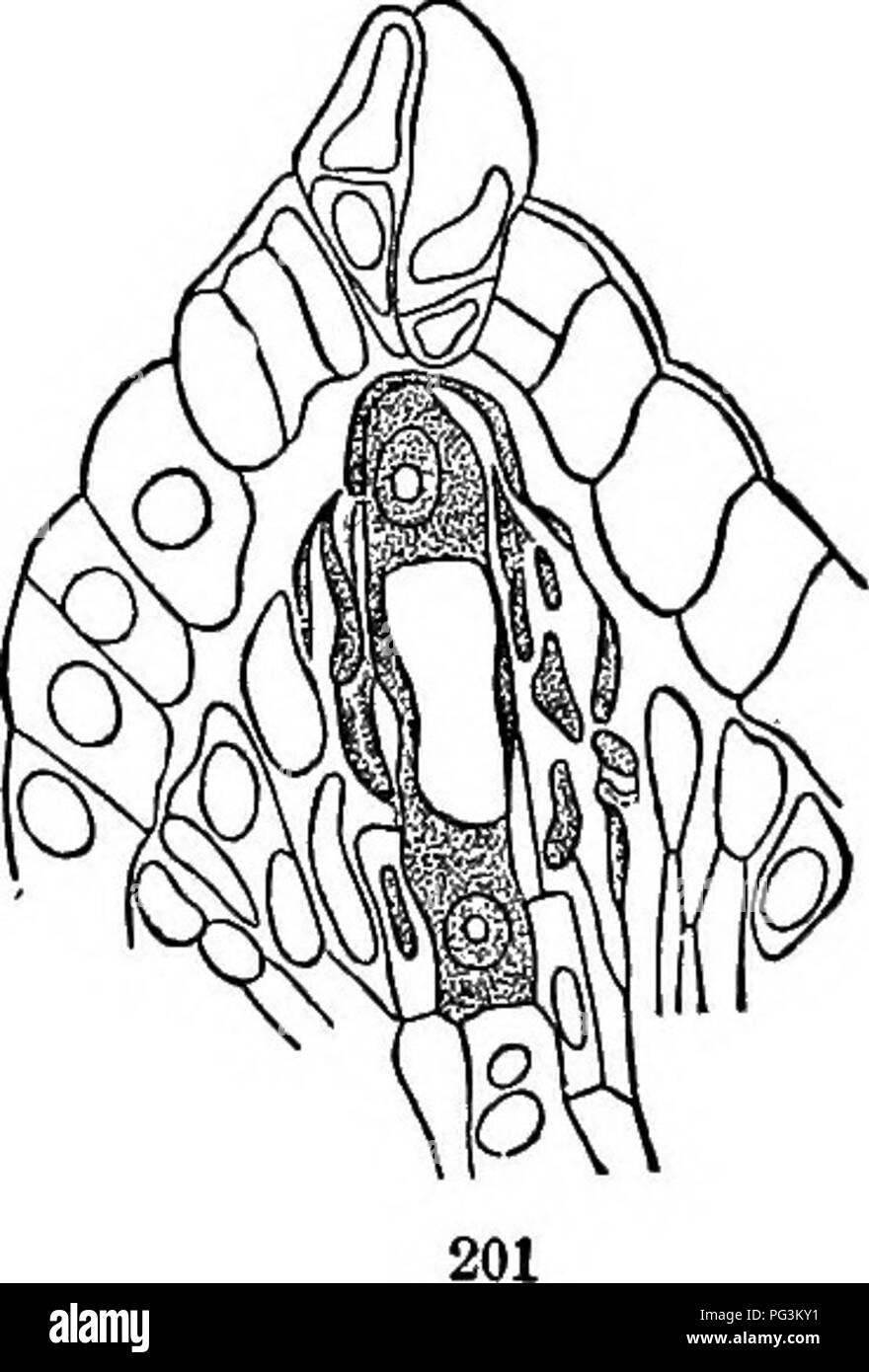 Physiological botany; I. Outlines of the histology of phÃ¦nogamous plants.  II. Vegetable physiology. Plant physiology; Plant anatomy. tute what have  been termed the antipodal cells. At the upper end of the