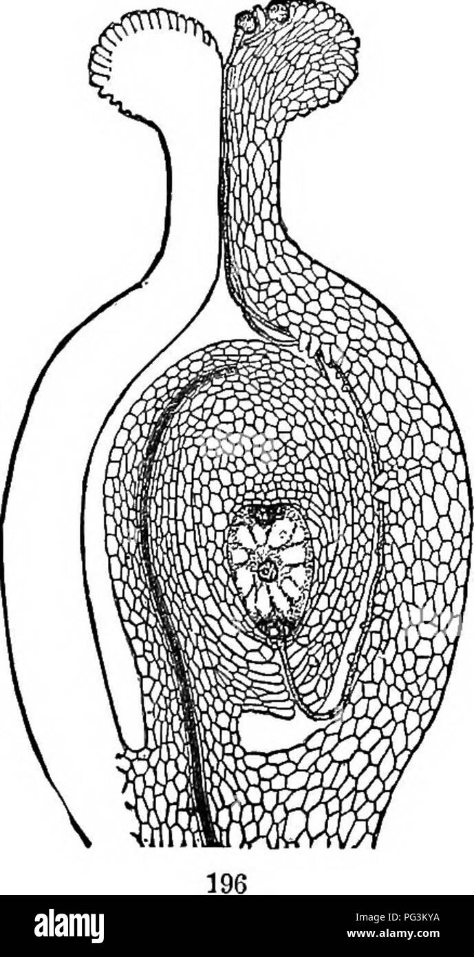 . Physiological botany; I. Outlines of the histology of phænogamous plants. II. Vegetable physiology. Plant physiology; Plant anatomy. DESCENT OF THE POLLEN-TUBE. 431 pistil with a large number of ovules the stigmatic surface is large, as is also the amount of conductive tissue of the stj-ie through which the pollen-tubes are to descend. 1118. The conductive tissue through which the pollen-tube descends, and by which it is nourished, is formed at the stigma by a modification of epidermal ceUs, and below this arises from modifications in the parenchyma; in the style it may constitute a solid ma Stock Photo