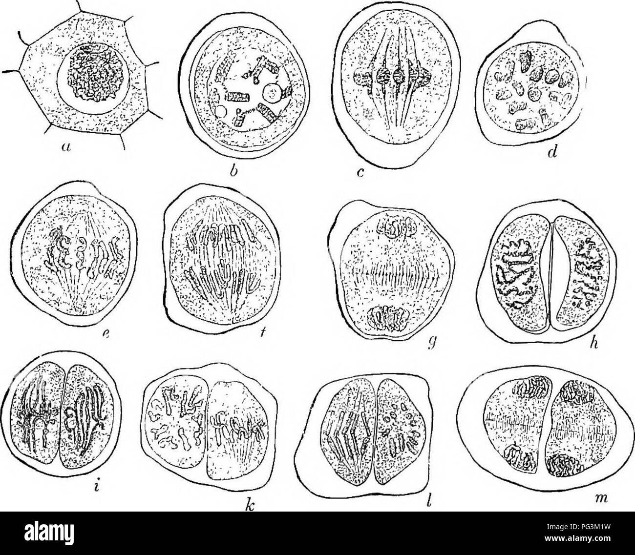 . Physiological botany; I. Outlines of the histology of phænogamous plants. II. Vegetable physiology. Plant physiology; Plant anatomy. DEVELOPMENT OF POLLEN-GRAINS. 379 1000. Development of pollen-grains. This affords some of the most instructive eKainples of cell-division, and owing to the facility with which material can be procured and studied, has received much attention. (1) Sirperficiul phenomena. These, which can be easily traced without the eraplo3'ment of staining agents, are in brief as follows : At the period when the loculi of the anthers begin as minute elevations at the end of th Stock Photo