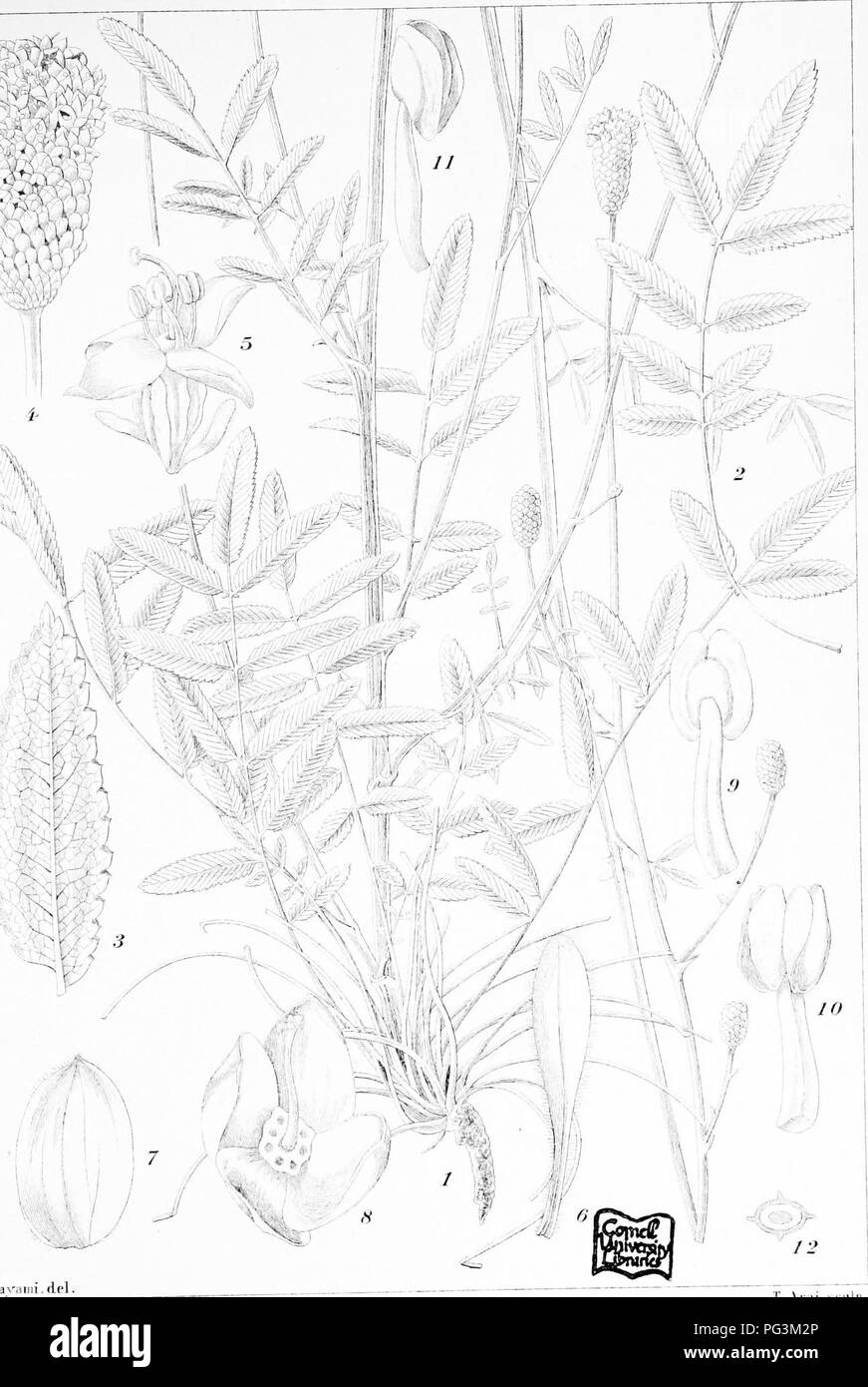 Formosa Native This image illustrates various plant species native to Formosa (modern ...
