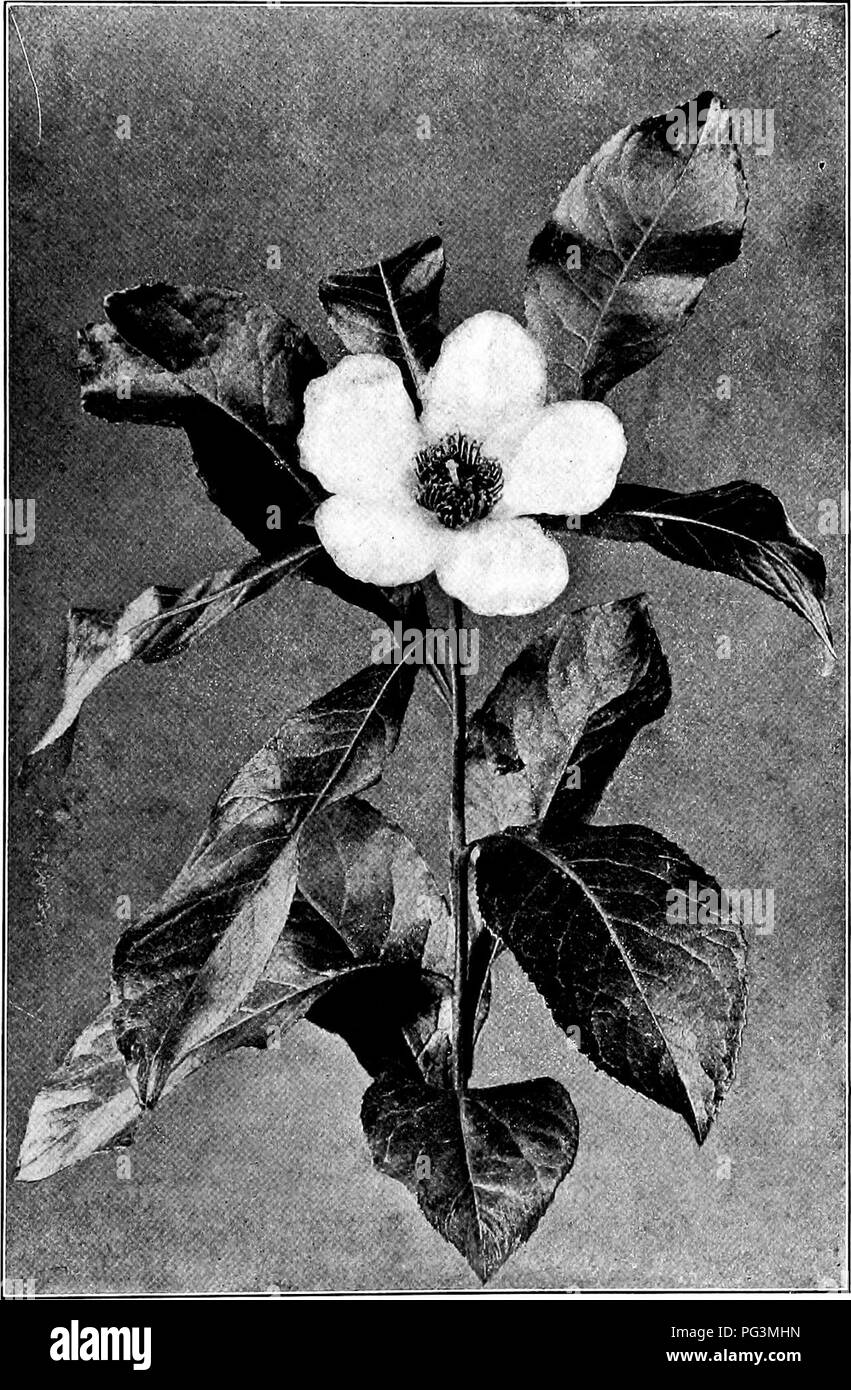 . Our northern shrubs and how to identify them : a handbook for the nature-lover . Shrubs. GORDONIA. Gordonia, Gordonia pubesceus. Leaves «,' to b'.loog.. Please note that these images are extracted from scanned page images that may have been digitally enhanced for readability - coloration and appearance of these illustrations may not perfectly resemble the original work.. Keeler, Harriet L. (Harriet Louise), 1846-1921. New York : Charles Scribner's Sons Stock Photo