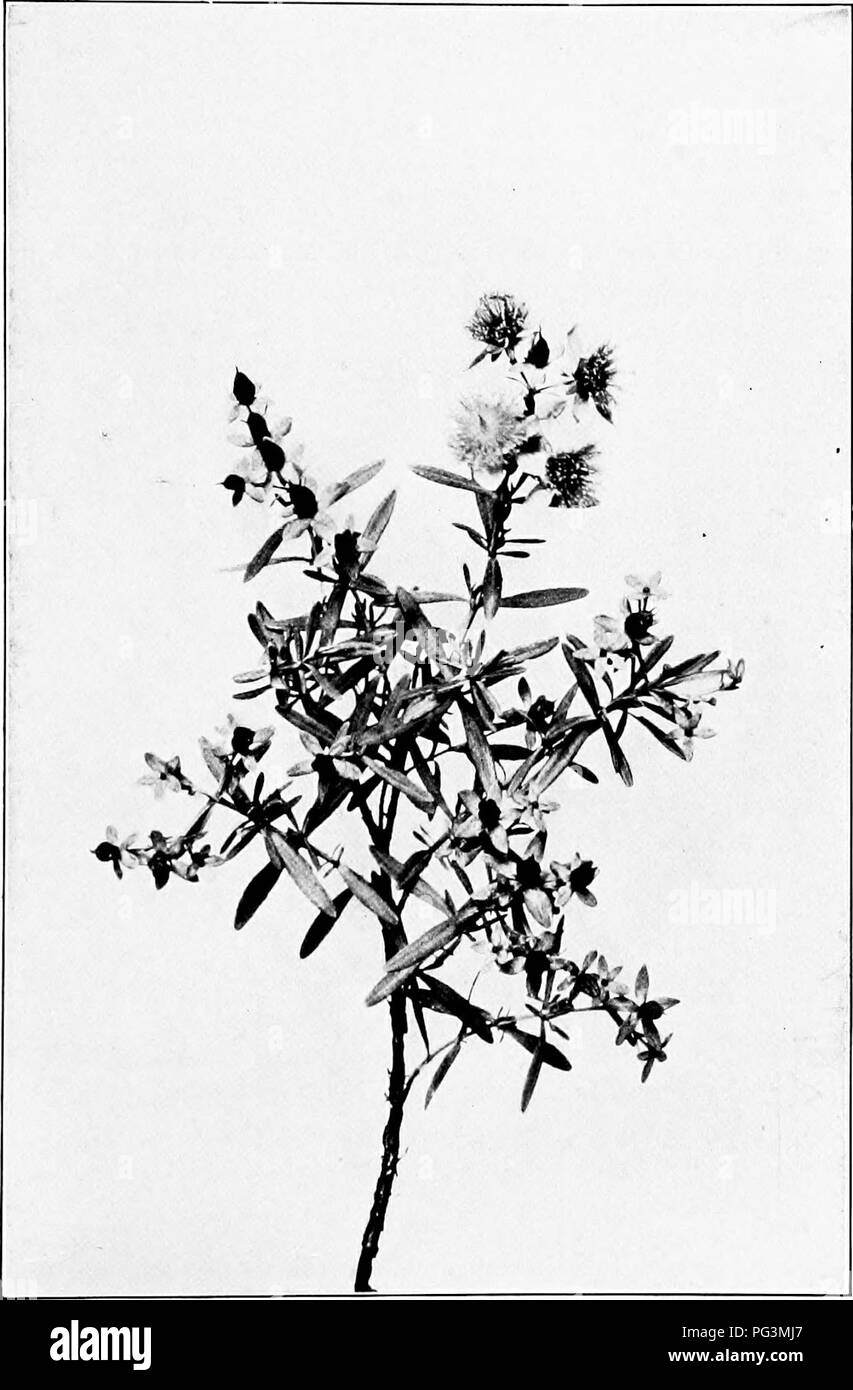 Kalms st johns wort Black and White Stock Photos & Images Alamy